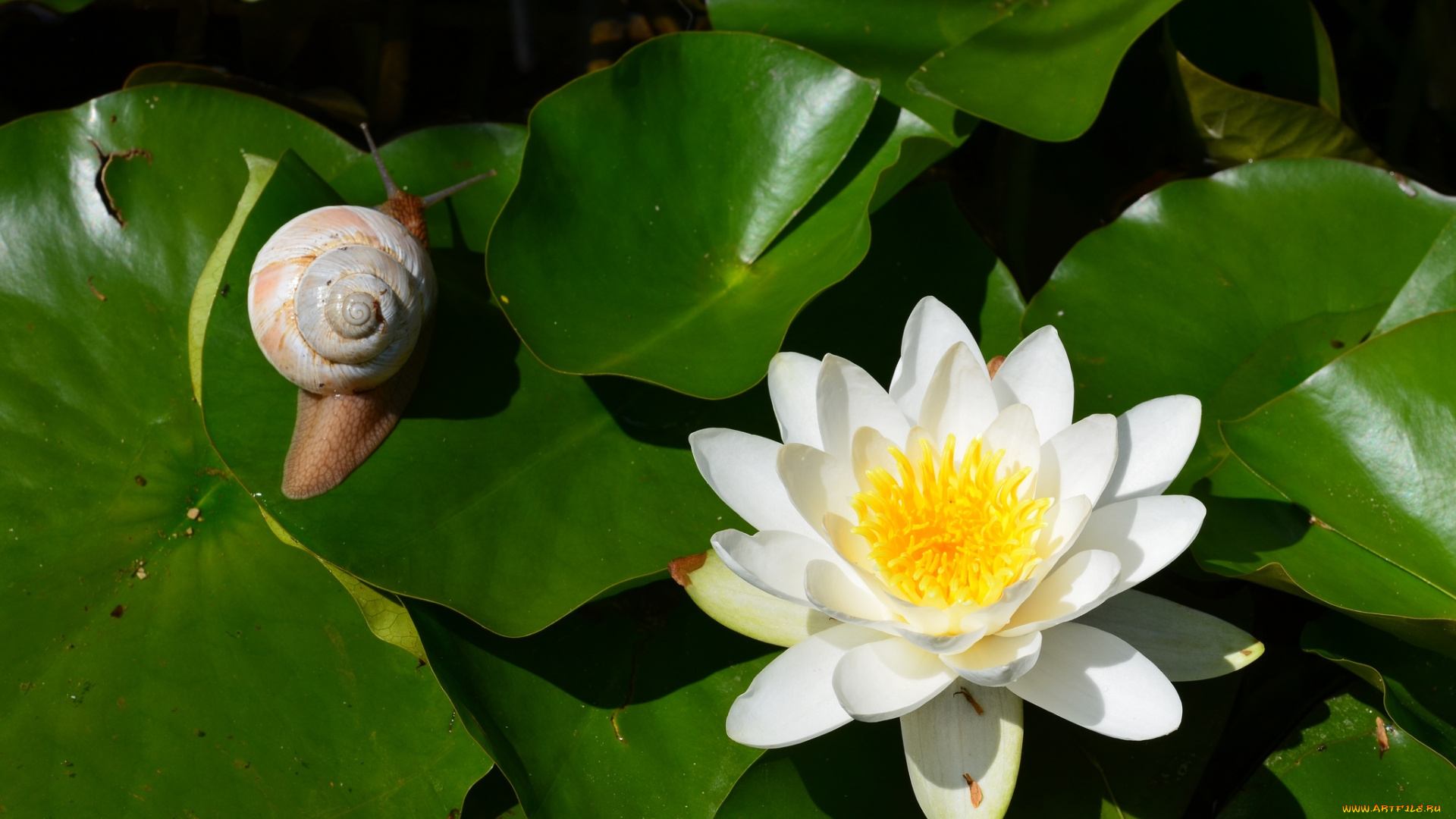 цветы, лилии, водяные, нимфеи, кувшинки, улитка, лилия