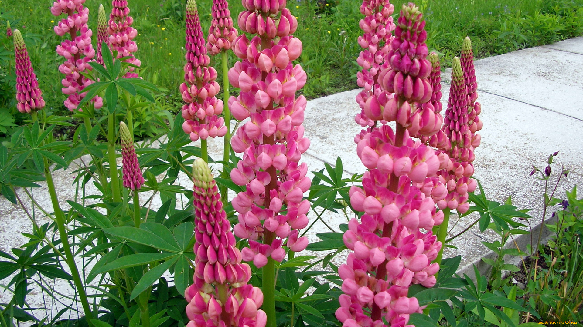 цветы, люпин, розовый