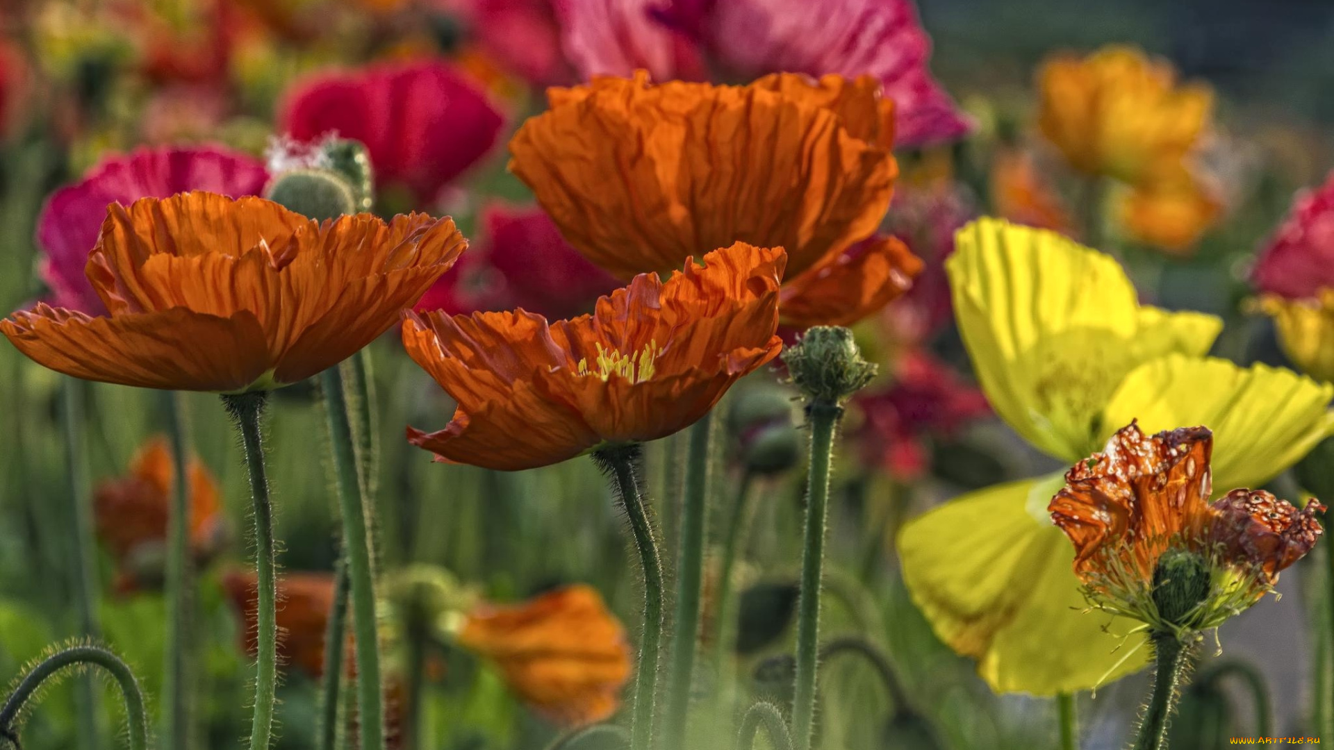 цветы, маки, исландский, мак