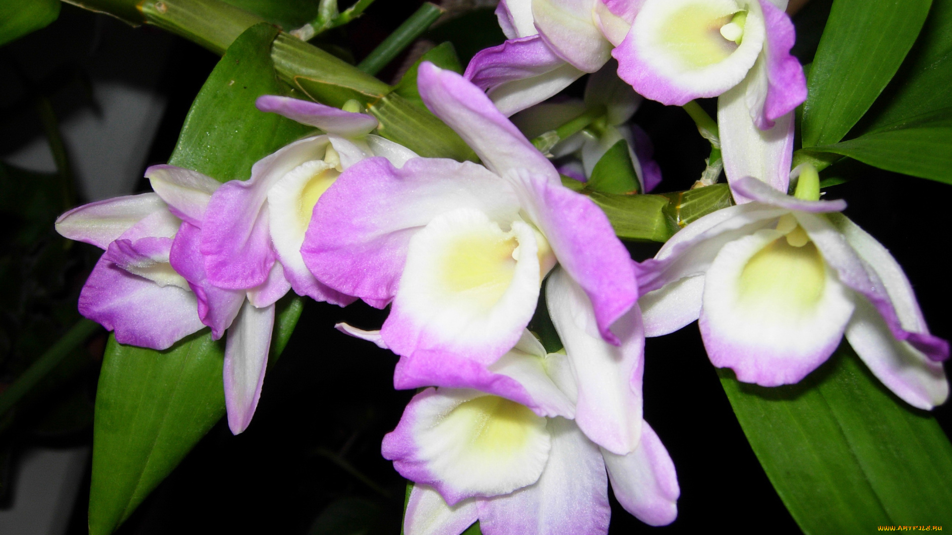 цветы, орхидеи, cymbidium