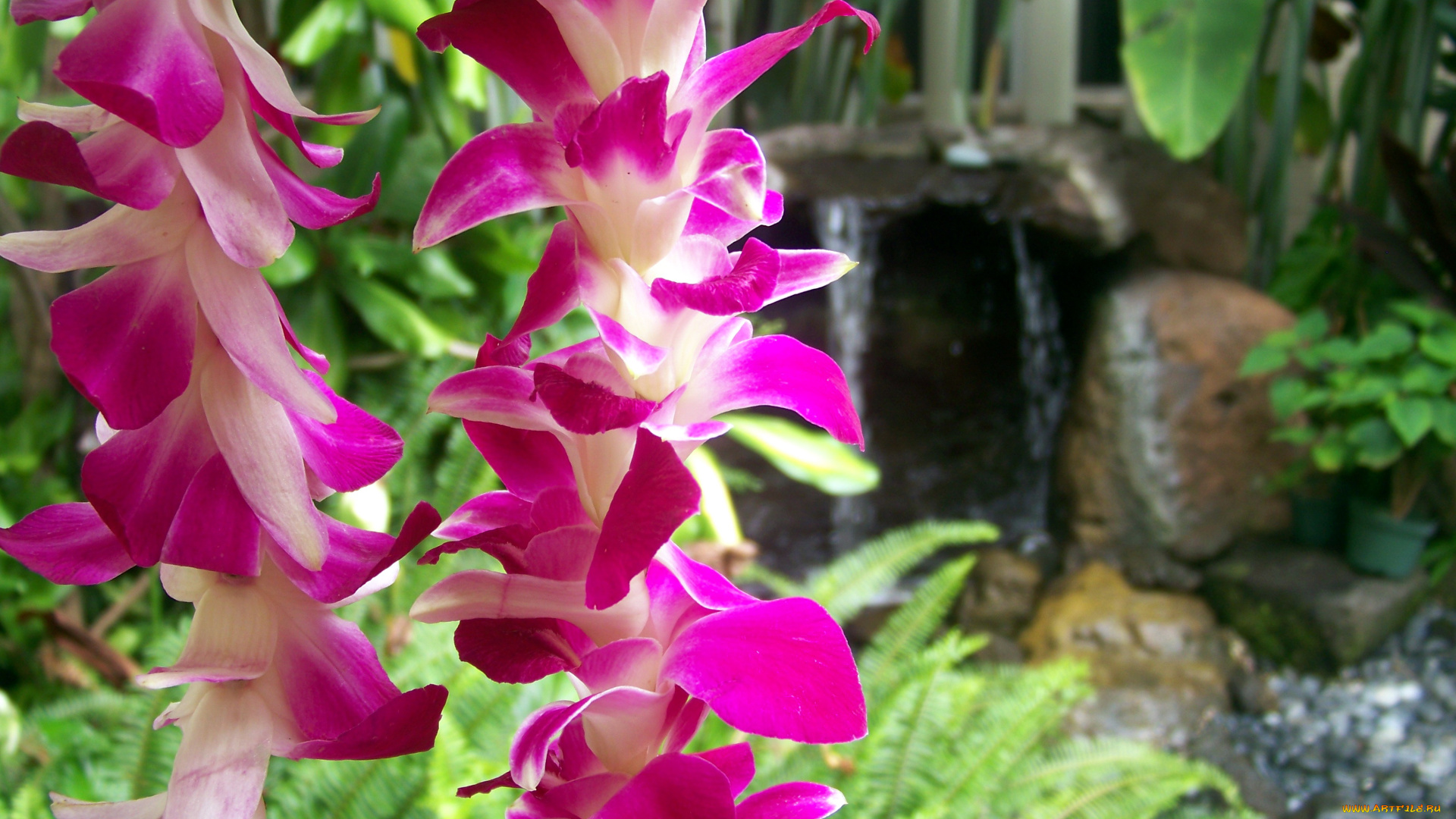 цветы, орхидеи, экзотика