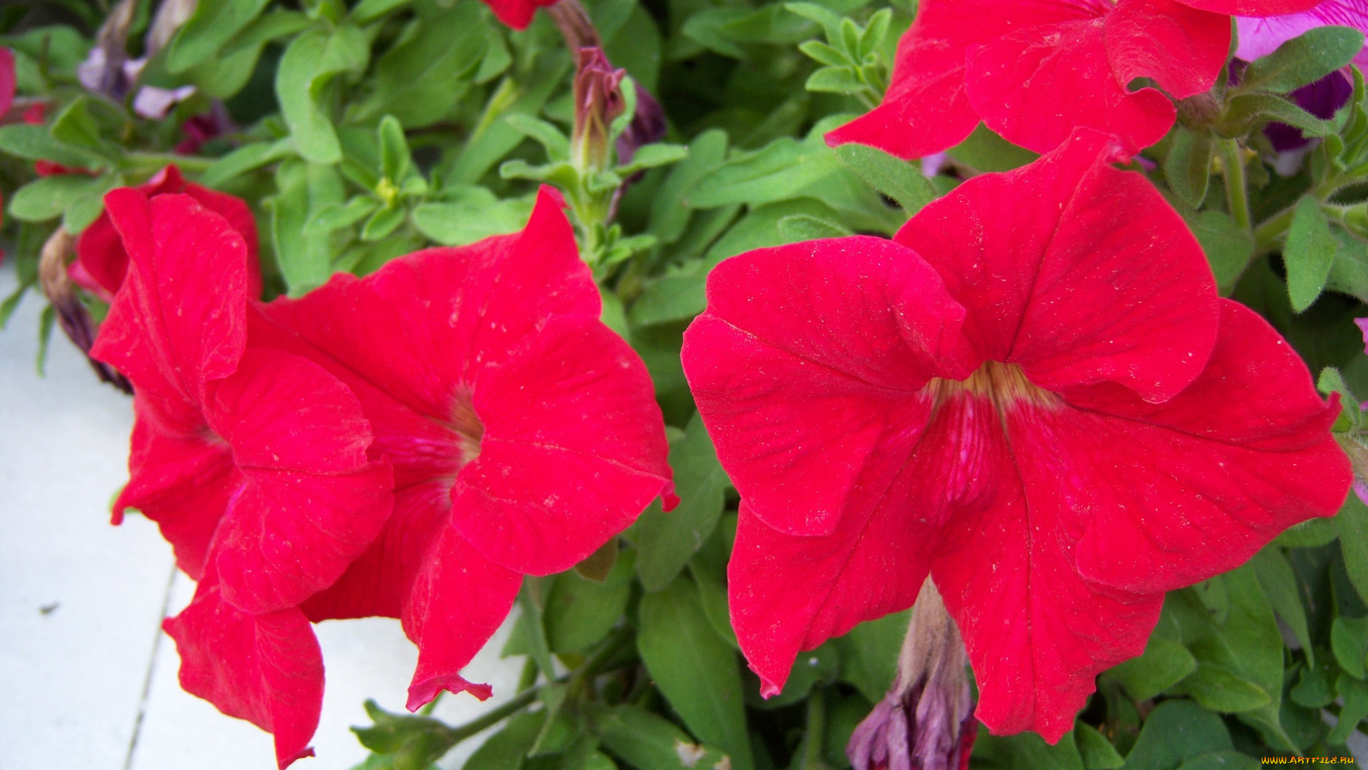 цветы, петунии, калибрахоа
