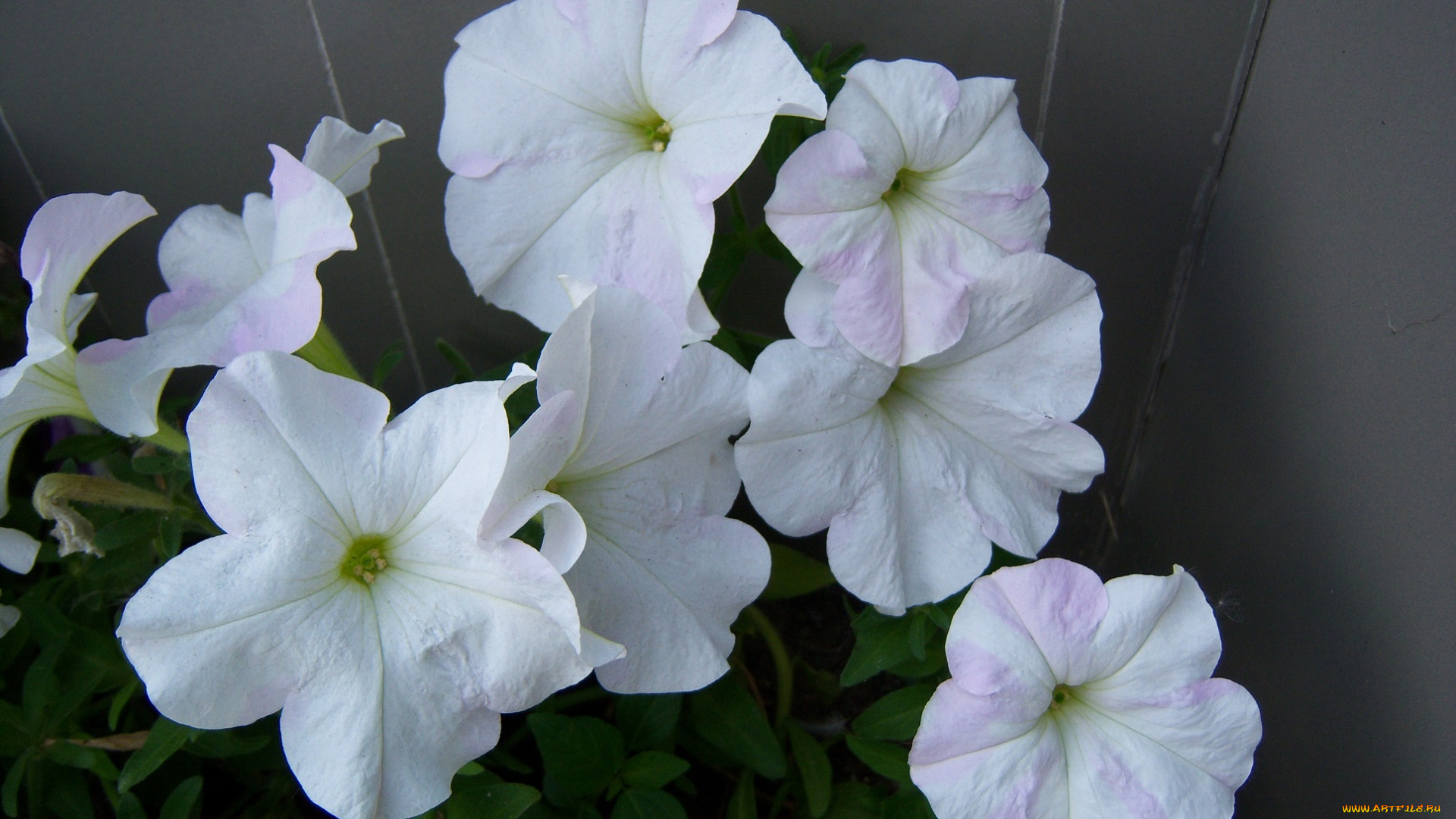 цветы, петунии, калибрахоа