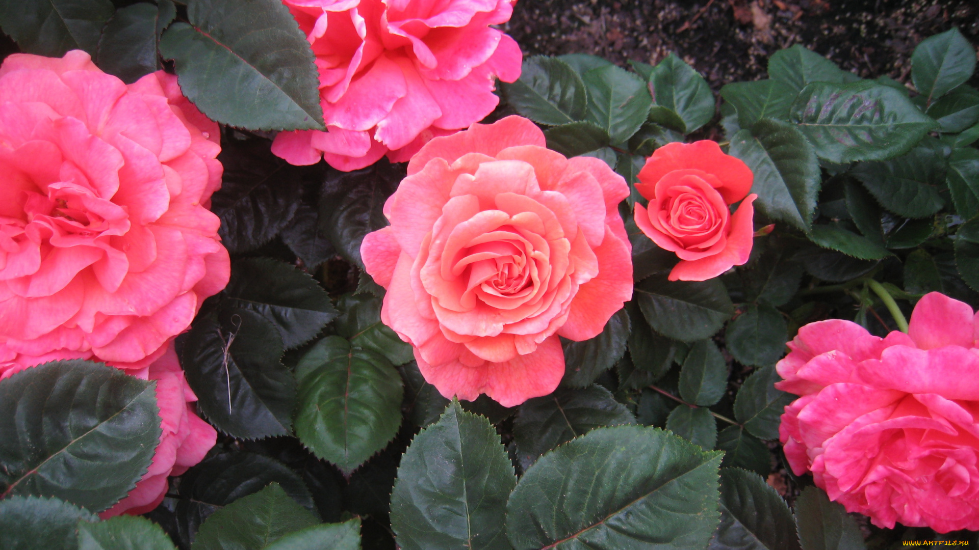 цветы, розы, куст