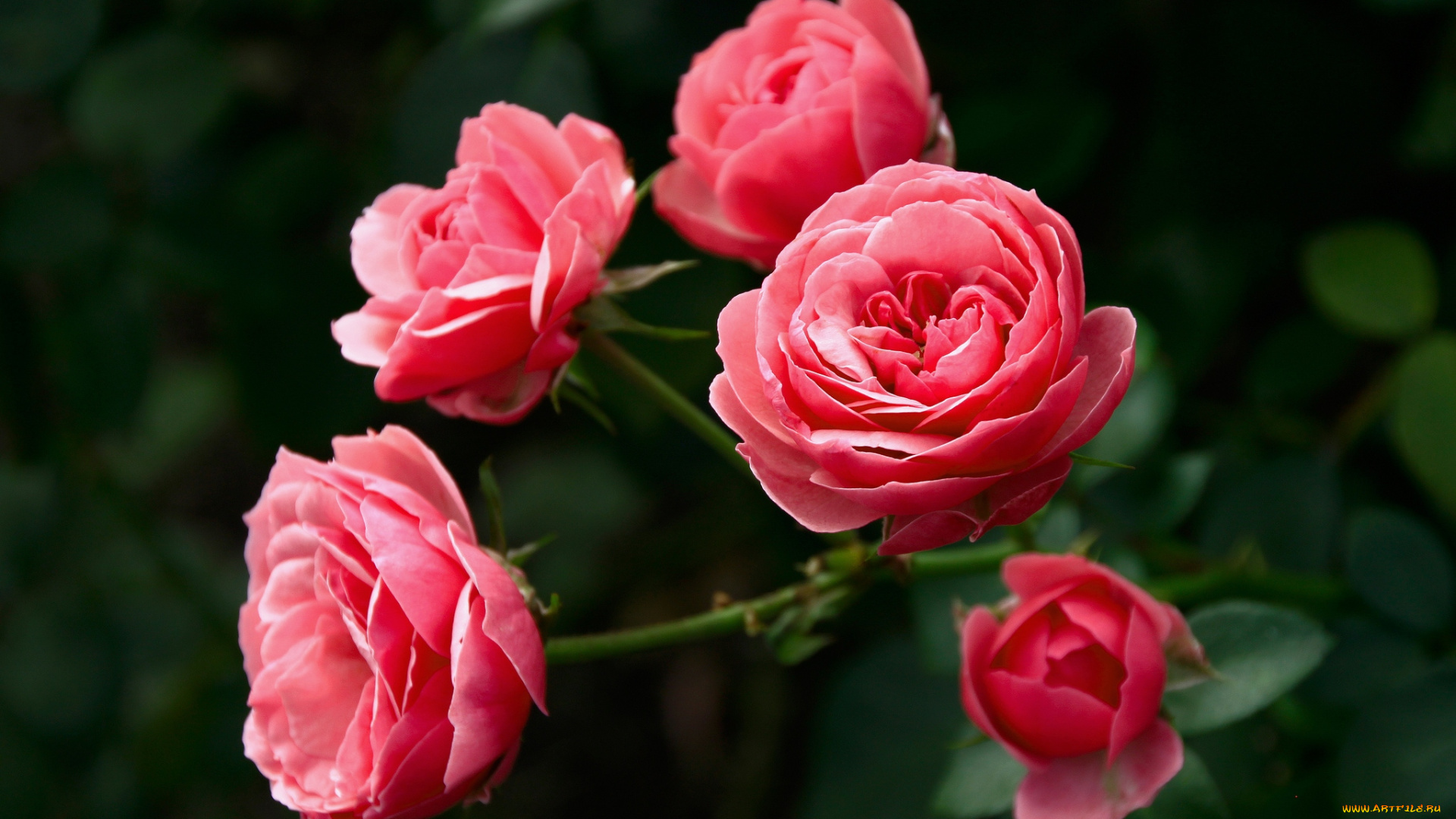 цветы, розы, розовый