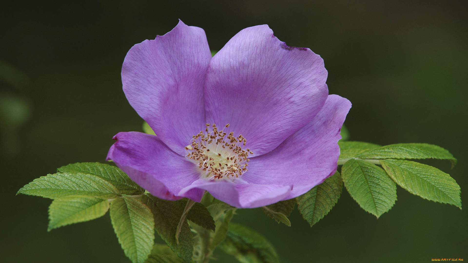 цветы, шиповник, зеленый, фон, листья, фиолетовый, цветок