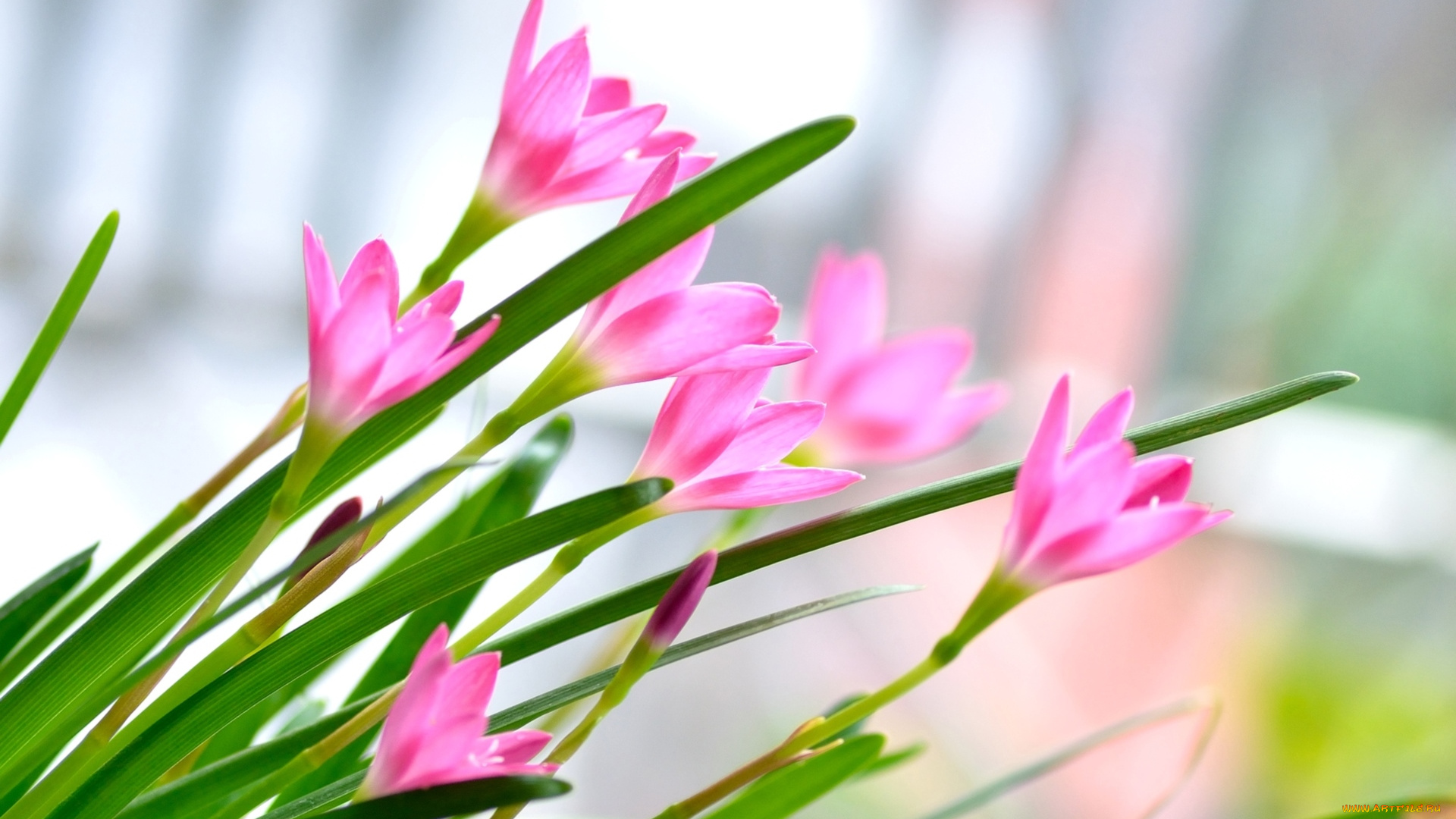 цветы, зефирантесы, розовый