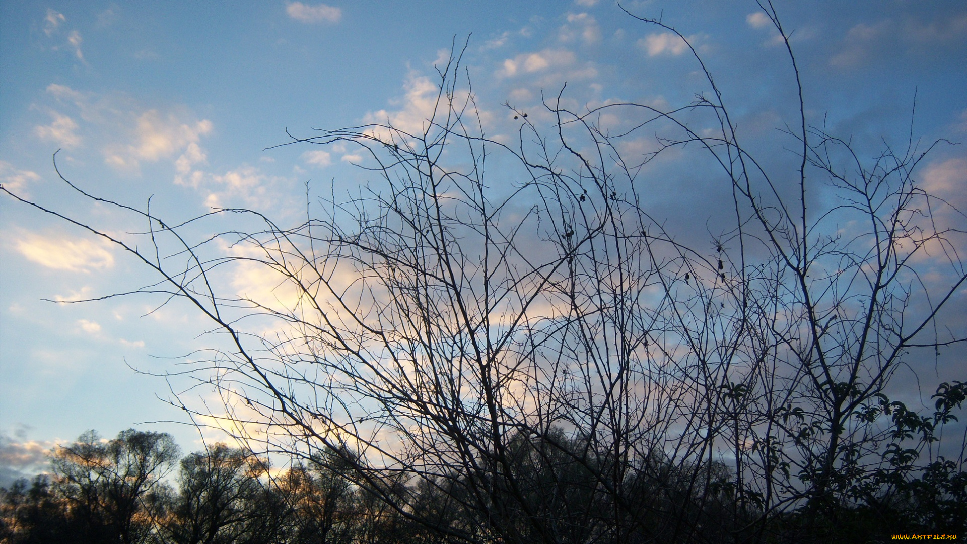 природа, деревья, облака