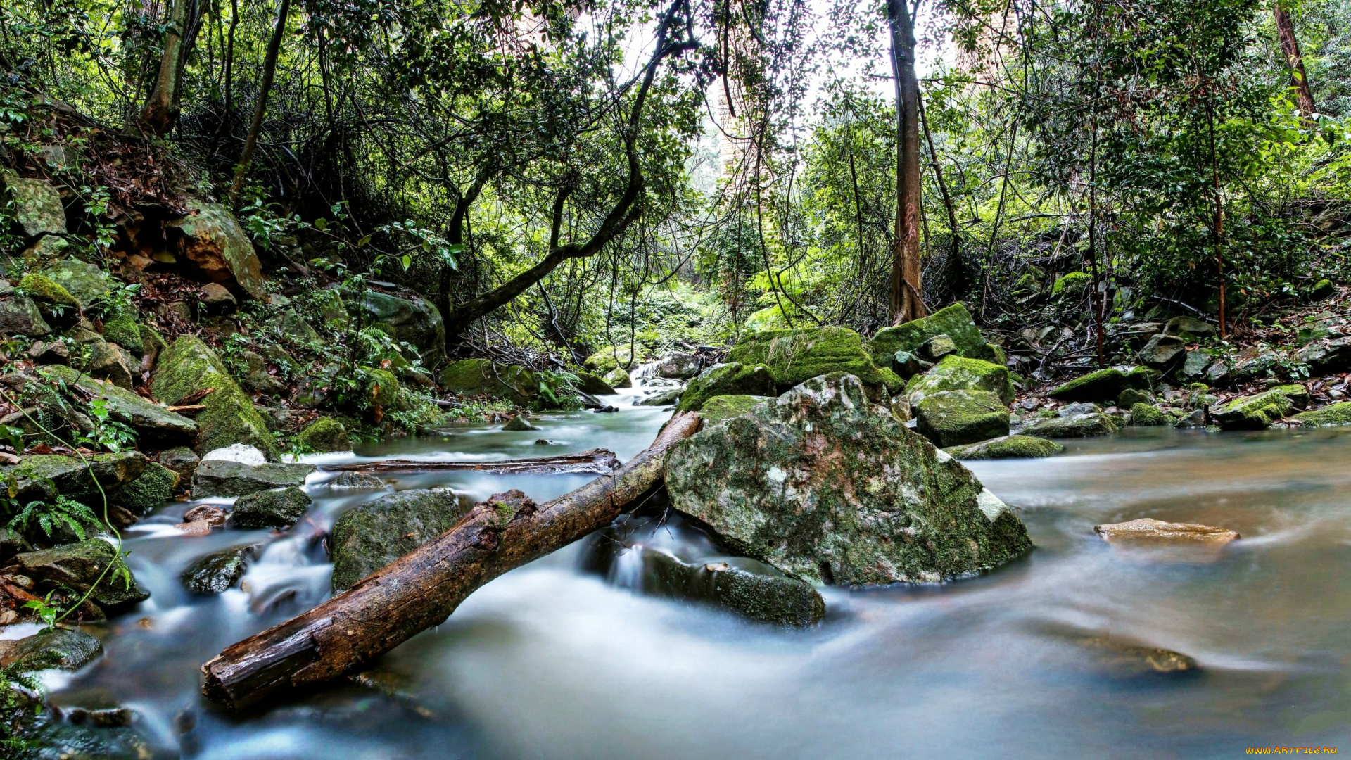 природа, реки, озера, бревно, мох, камни, ручей, лес