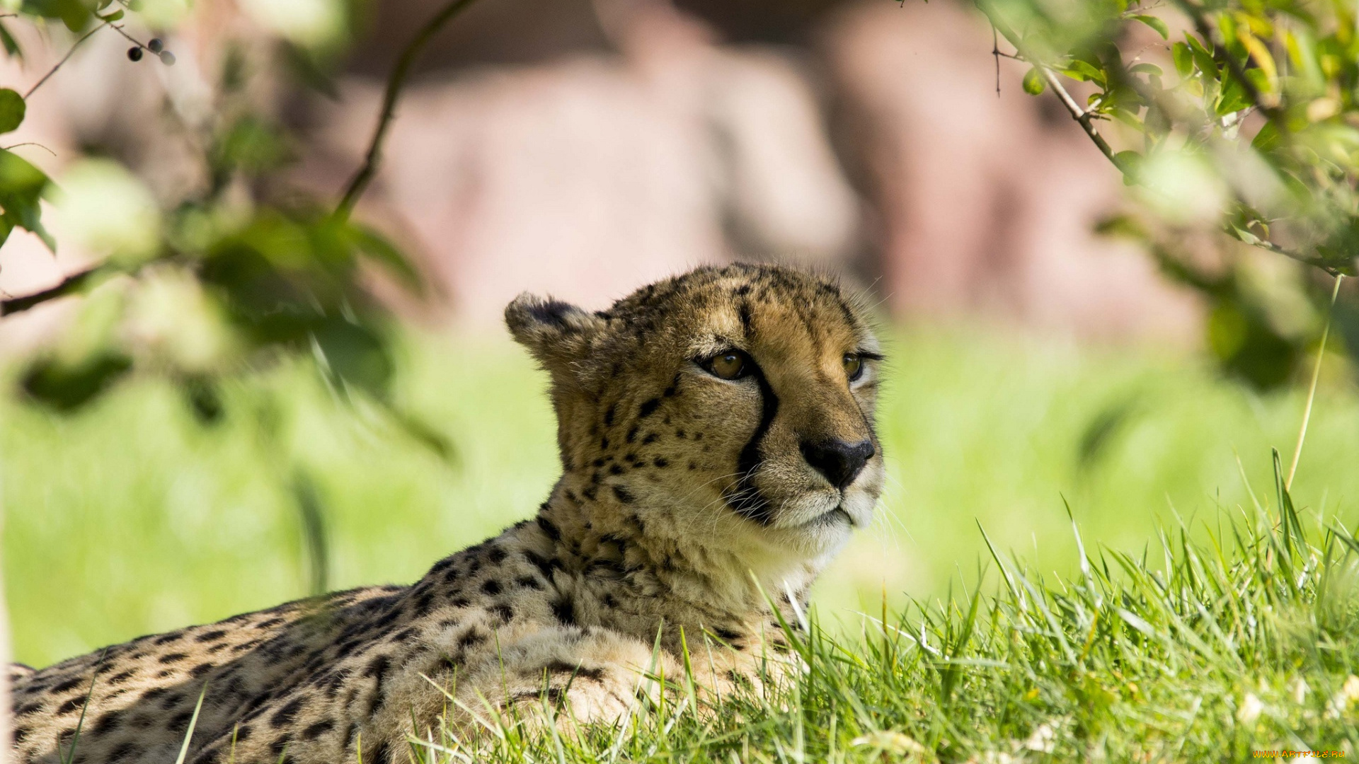 животные, гепарды, гепард, отдых, трава