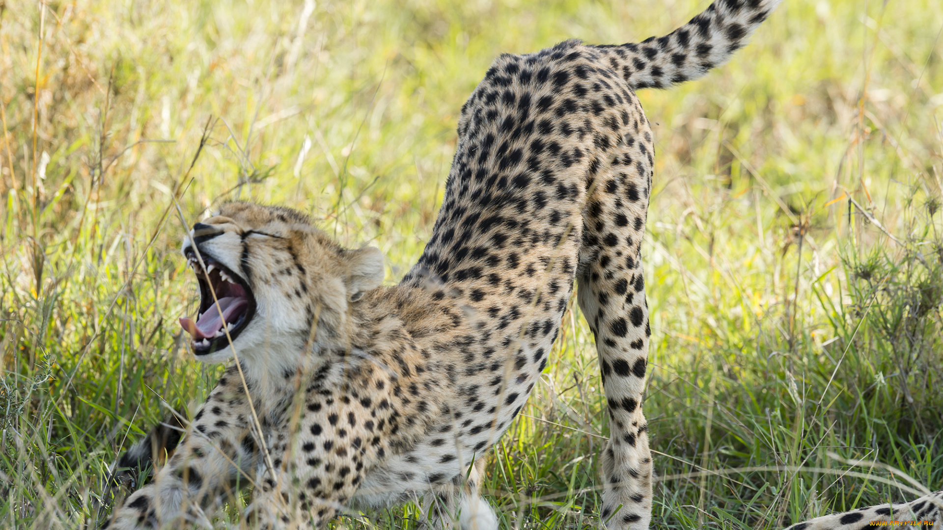 животные, гепарды, хищник, оскал, саванна