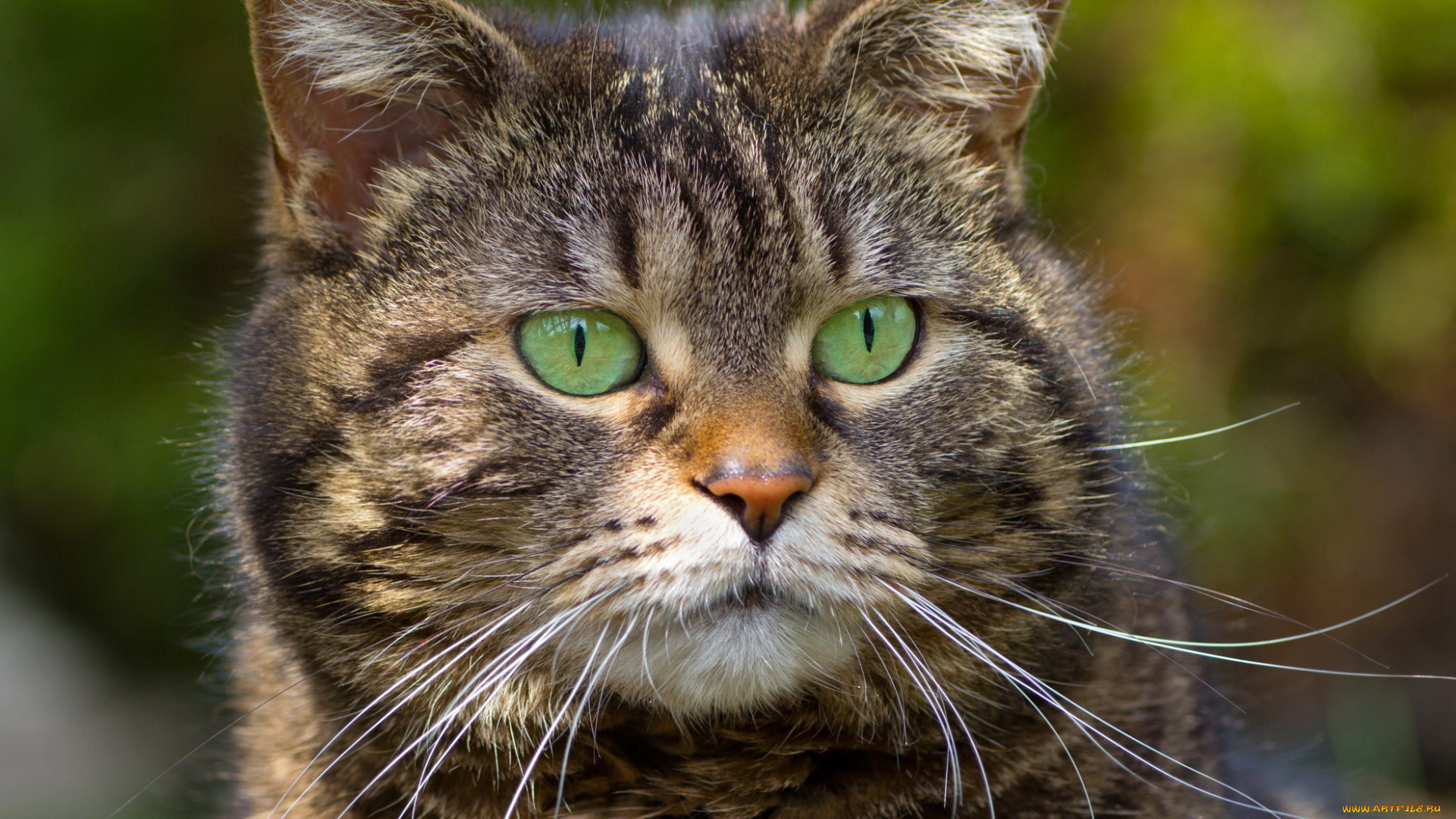 животные, коты, фон, зеленые, глаза, усы, полосатый