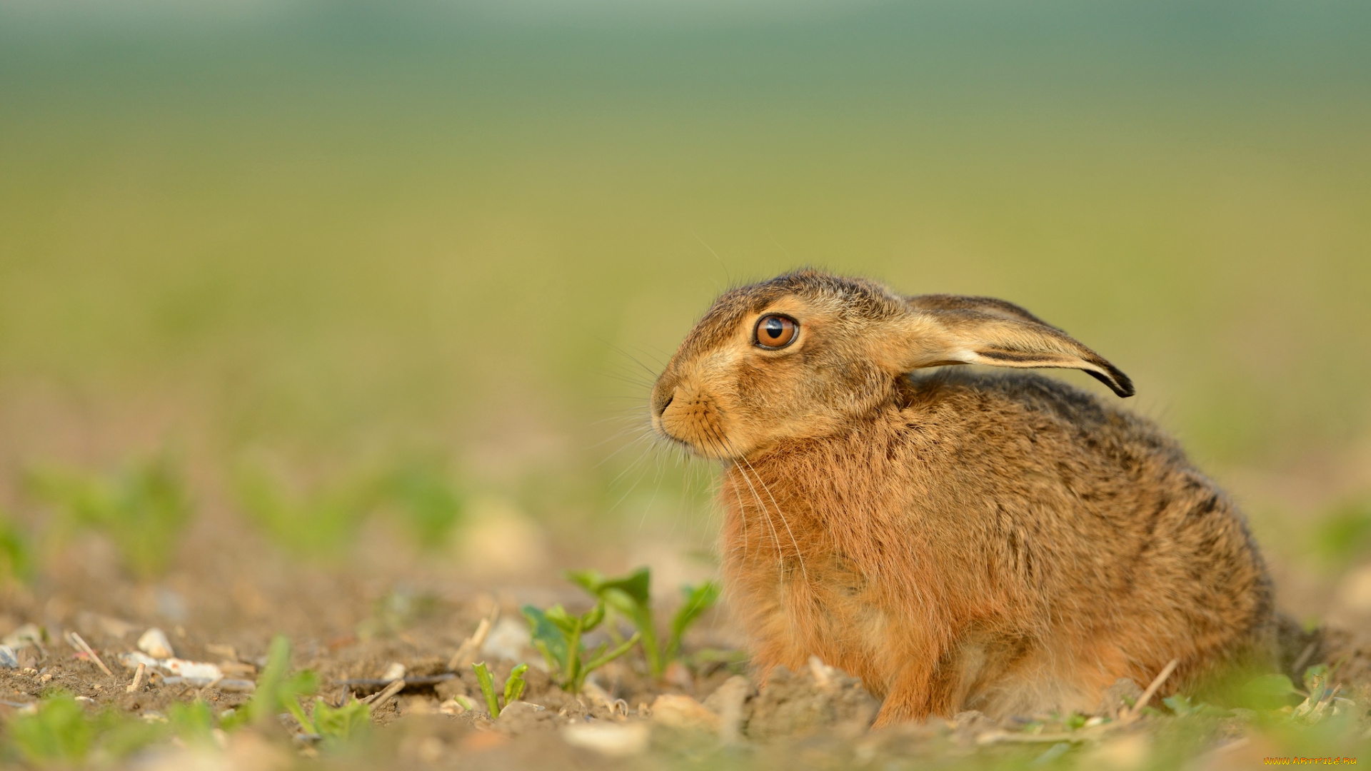 животные, кролики, зайцы, ушастик