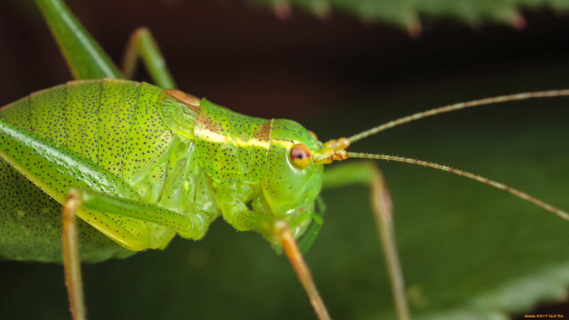 животные, кузнечики, саранча, макро