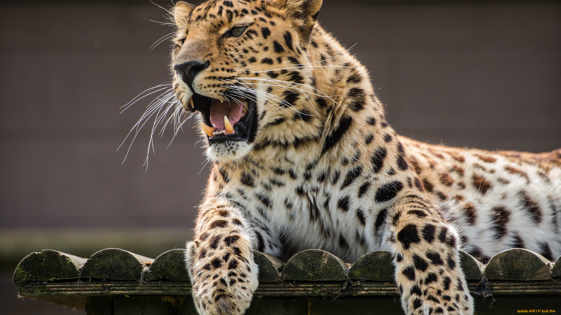 животные, леопарды, амурский, леопард, клыки, пасть, оскал, сердитый