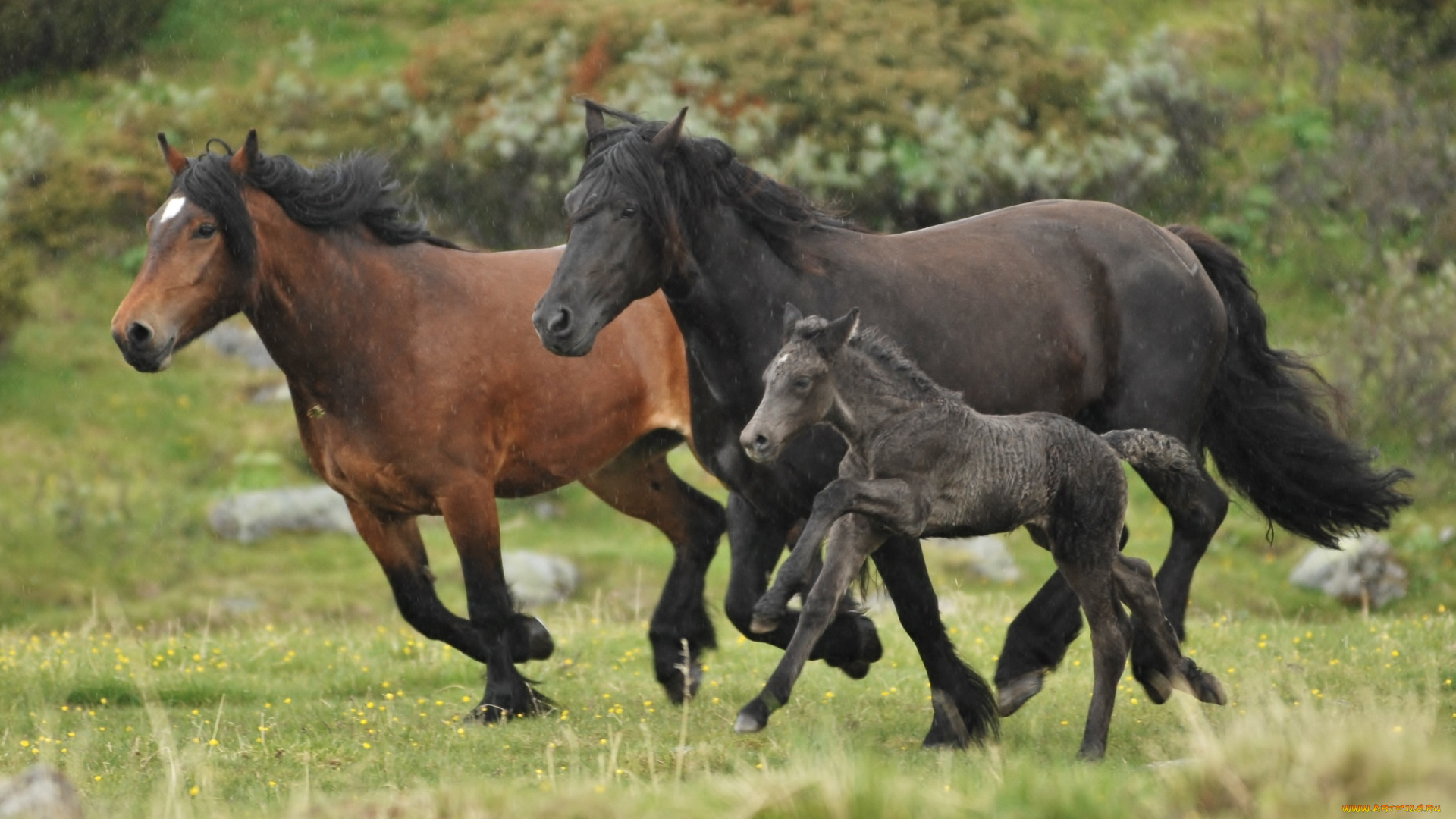 животные, лошади, дождь, трио