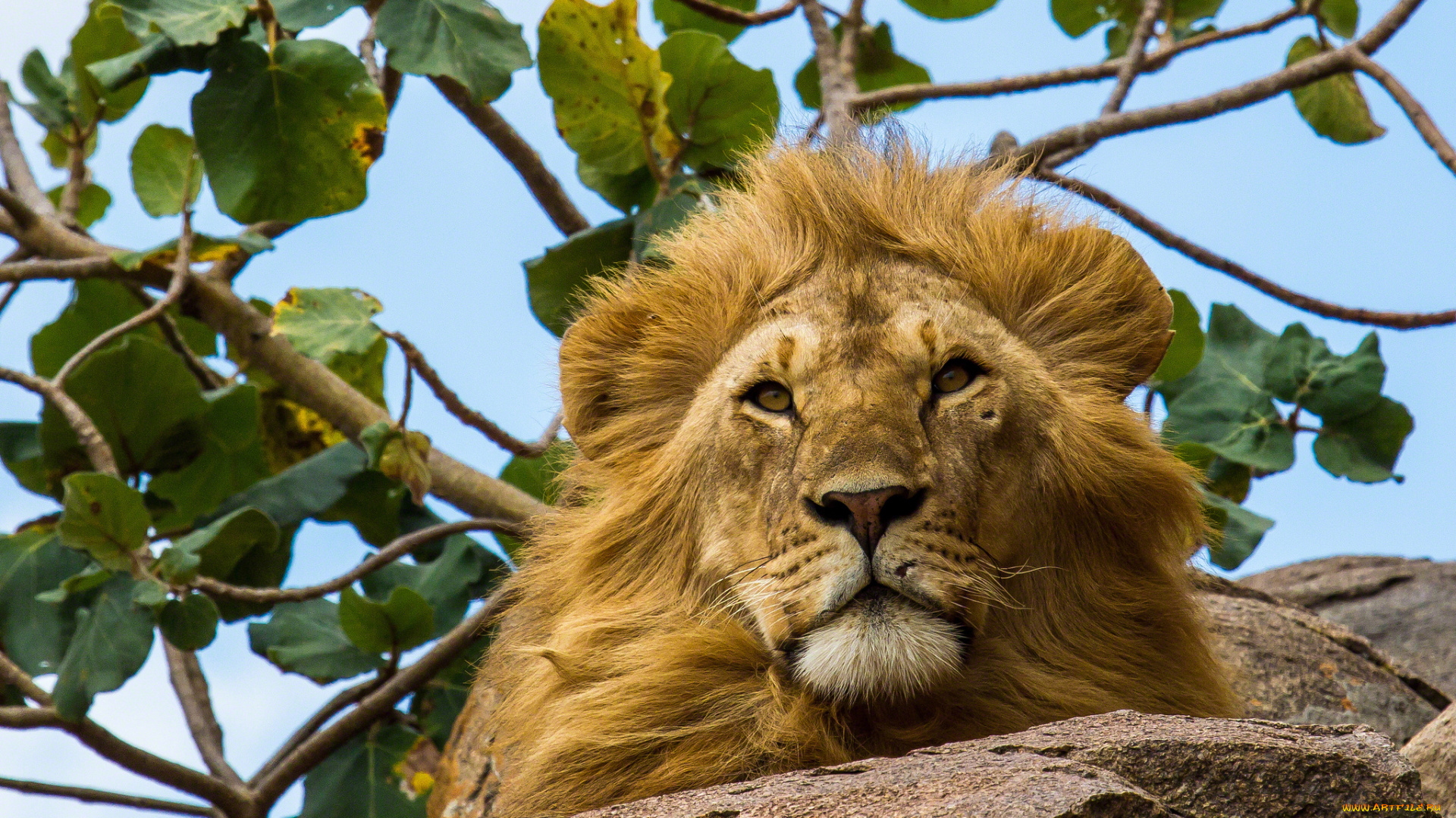 животные, львы, голова, грива