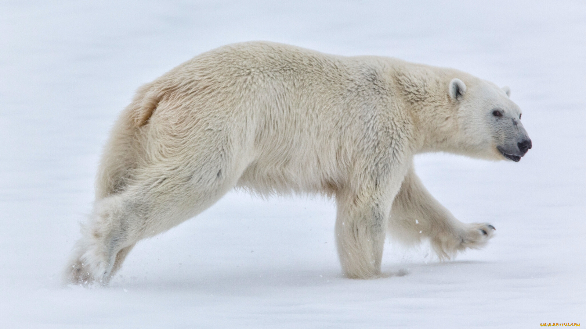 животные, медведи, белый, медведь, норвегия, svalbard, norway, снег, шпицберген