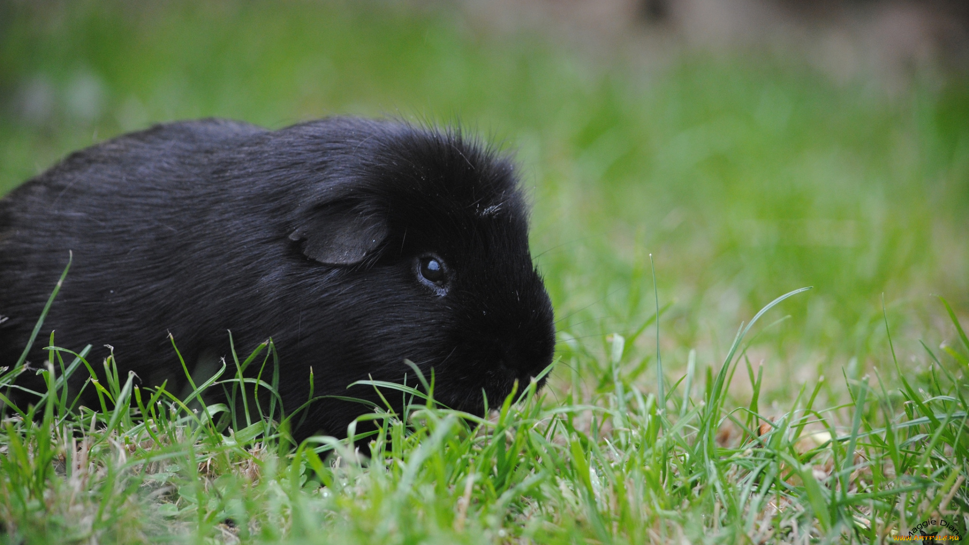 животные, морские, свинки, хомяки, черный