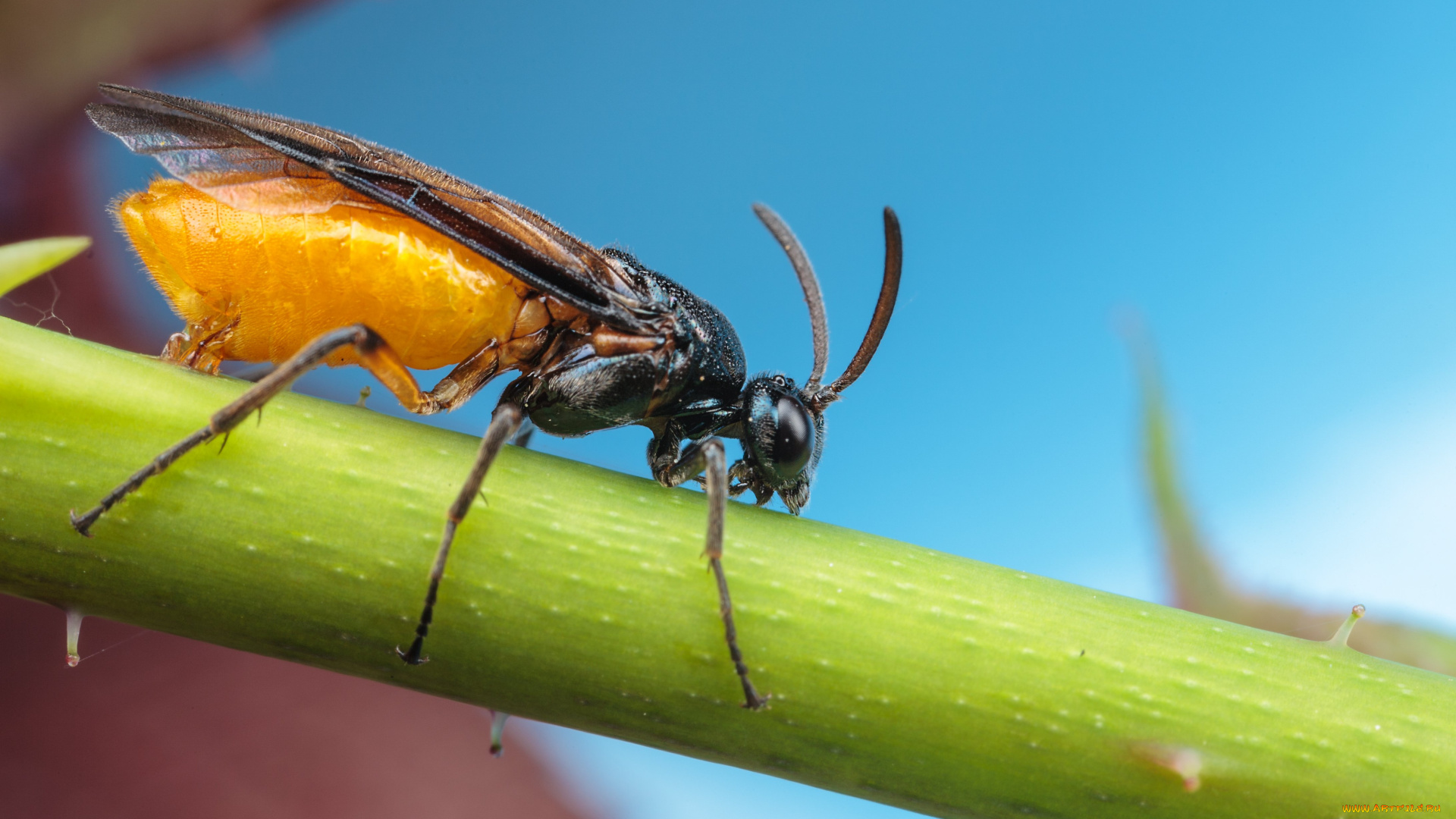 животные, насекомые, макро