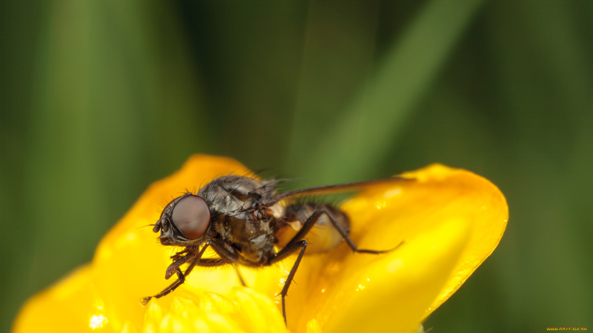 животные, насекомые, макро