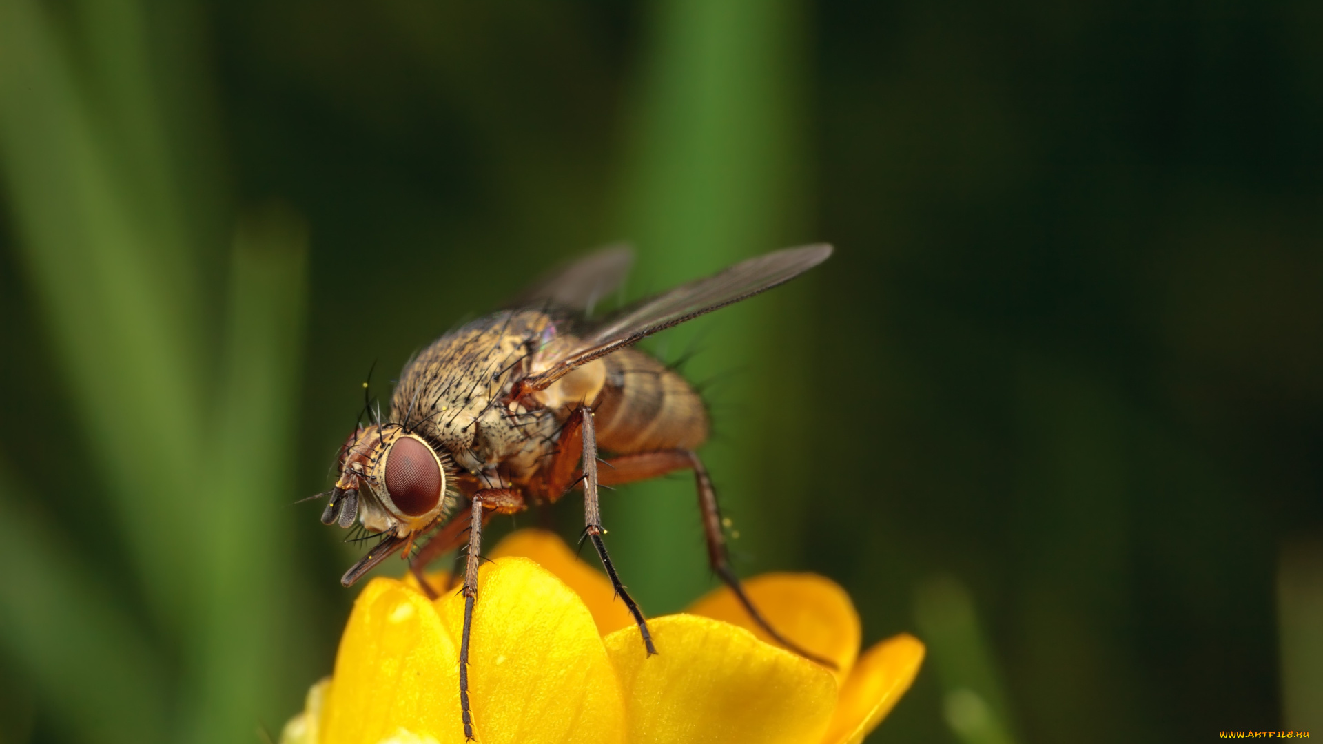 животные, насекомые, макро