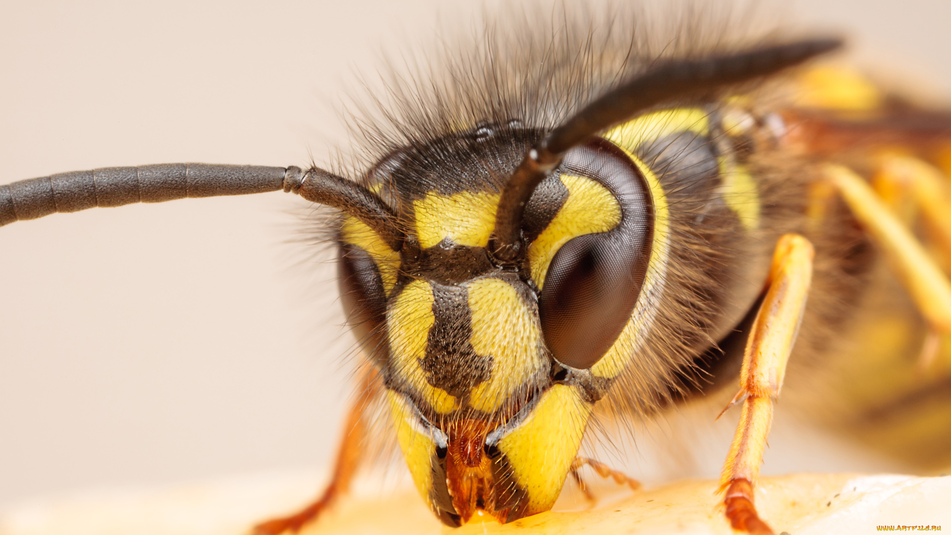 животные, пчелы, осы, шмели, макро