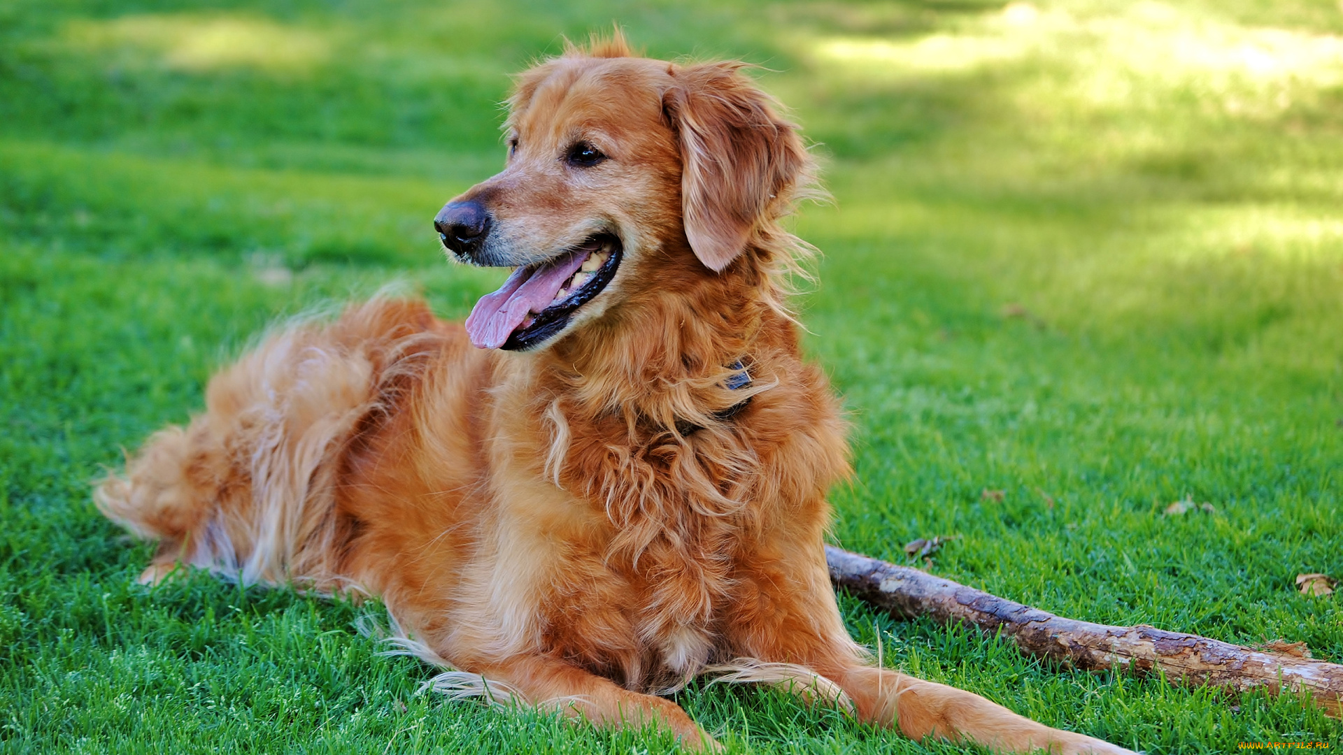 животные, собаки, трава
