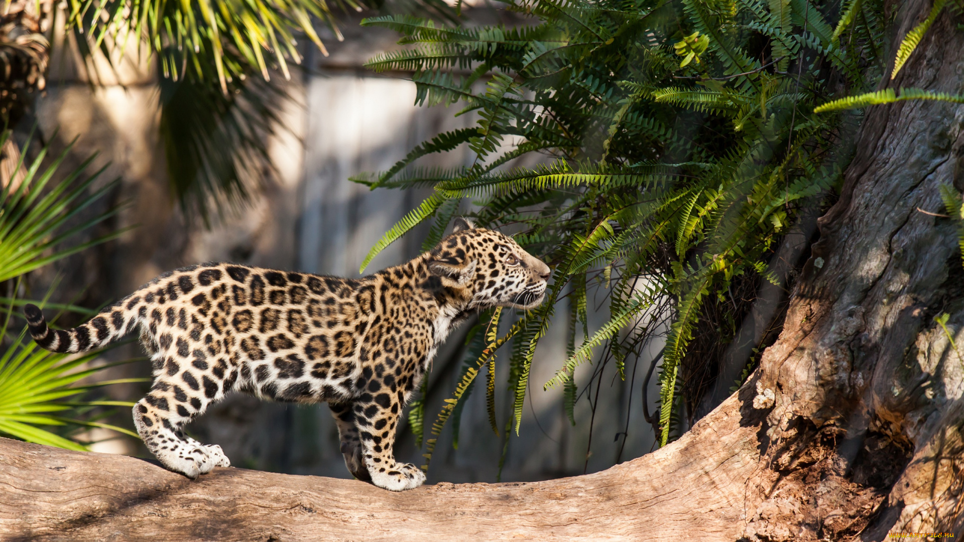 животные, Ягуары, детеныш, малыш, ягуар, бревно