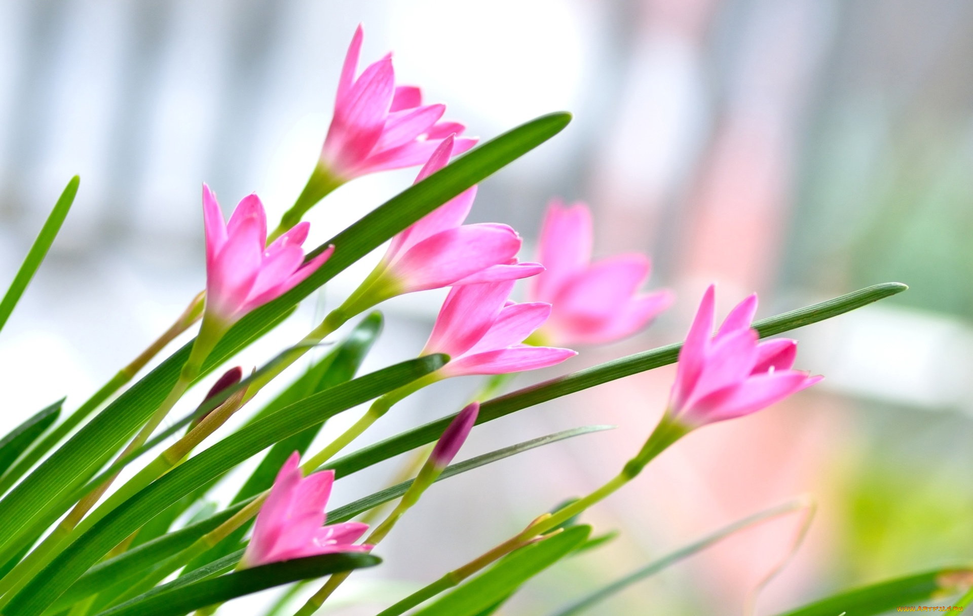 цветы, зефирантесы, розовый