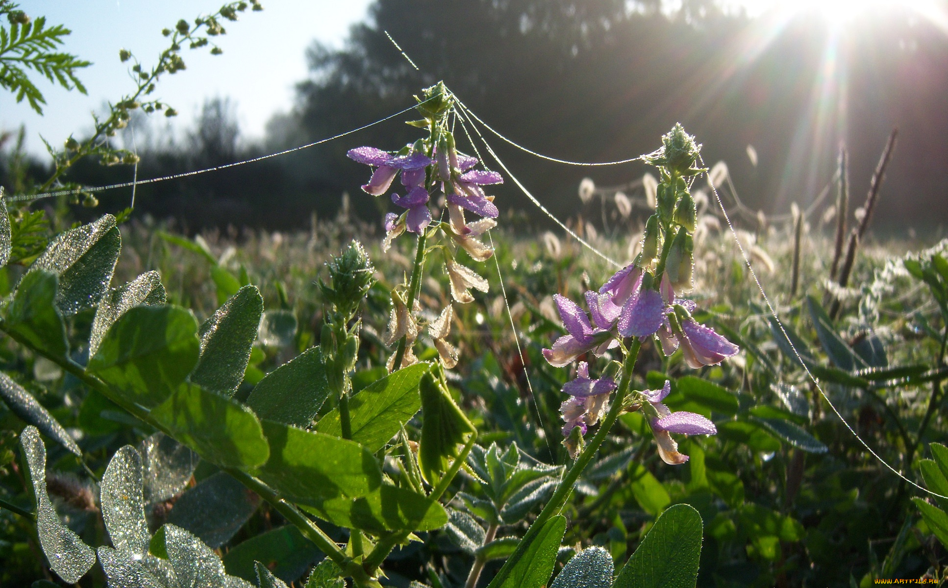 цветы, душистый, горошек, луга