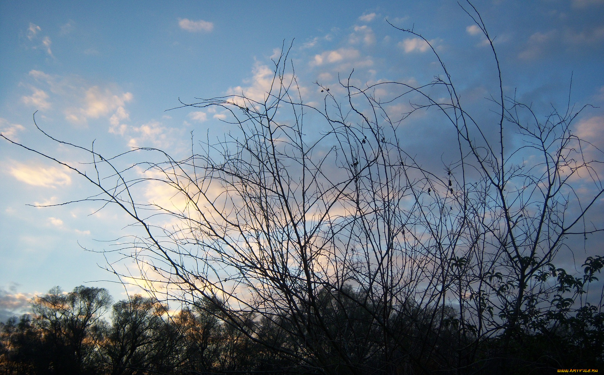 природа, деревья, облака