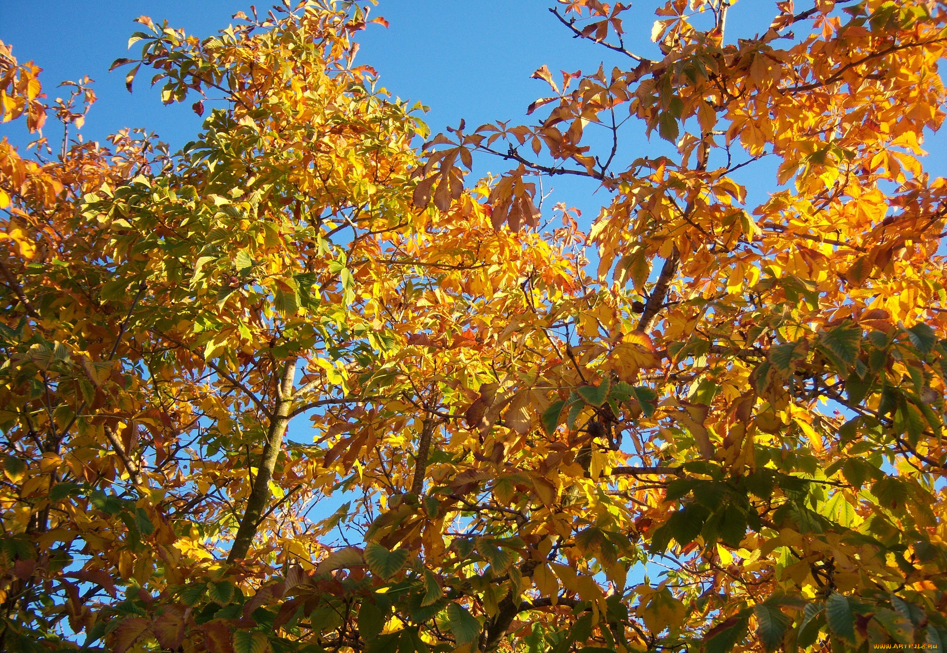 природа, деревья