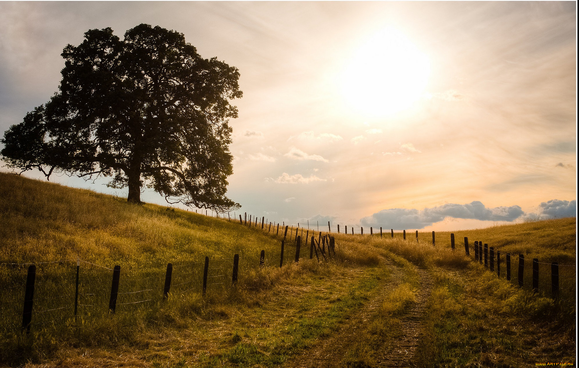 природа, дороги, поле, трава, забор, деревья, дорога