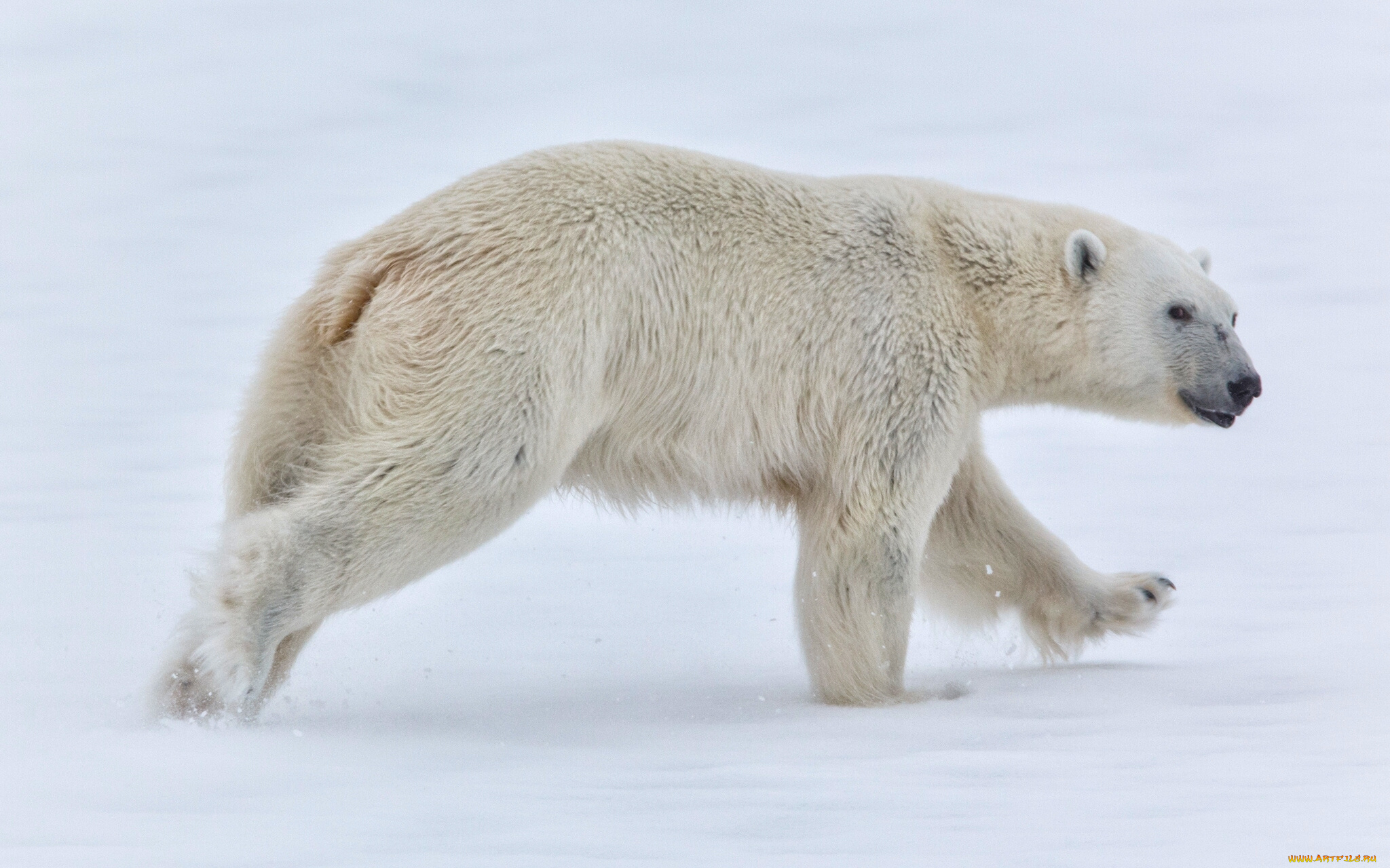 животные, медведи, белый, медведь, норвегия, svalbard, norway, снег, шпицберген