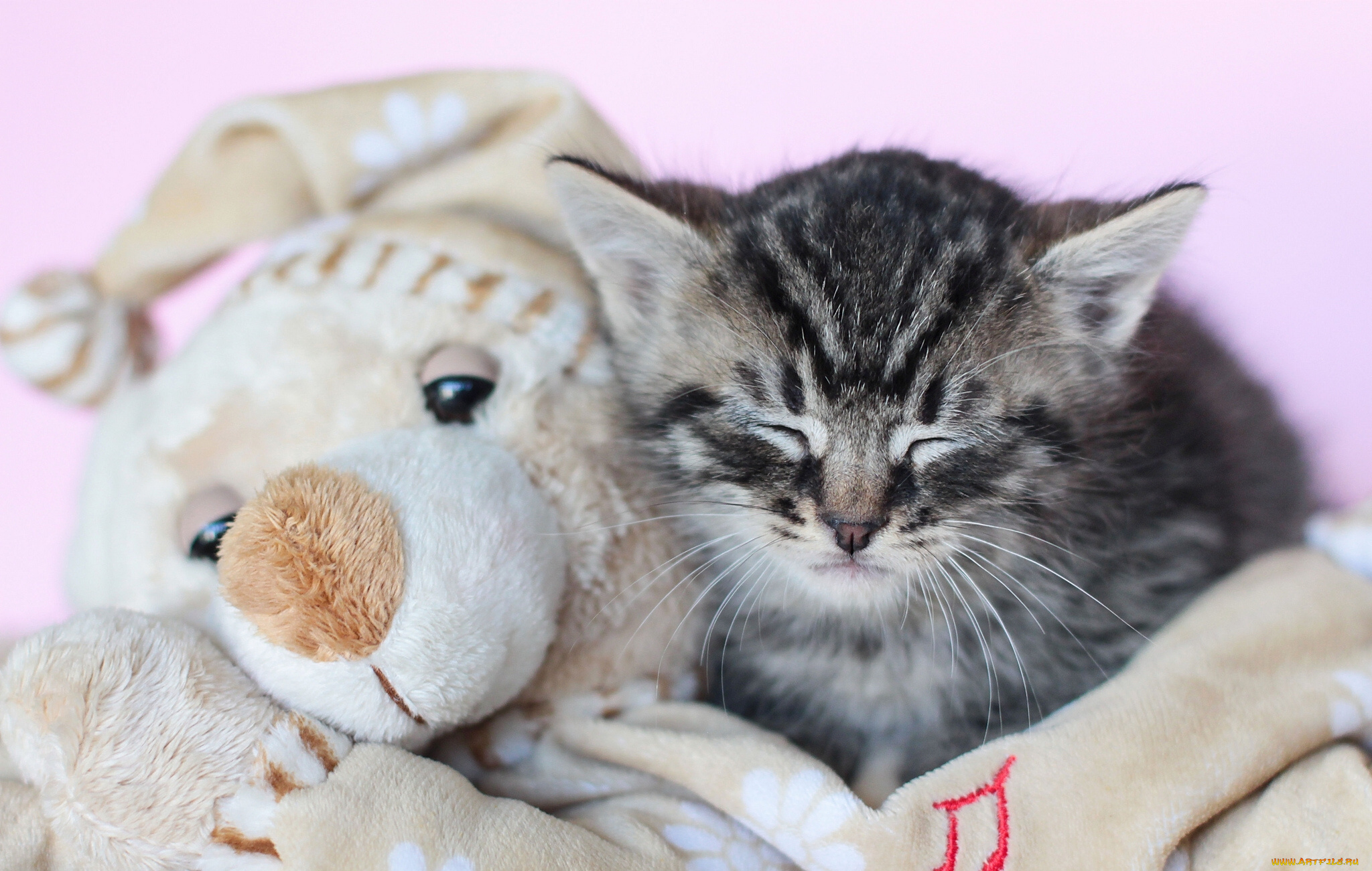 животные, коты, котёнок, игрушка