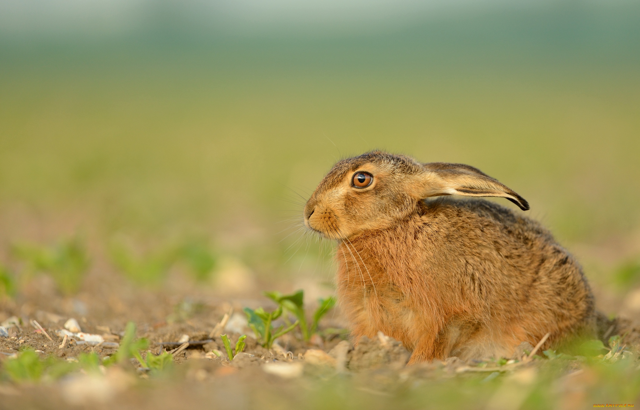 животные, кролики, зайцы, ушастик