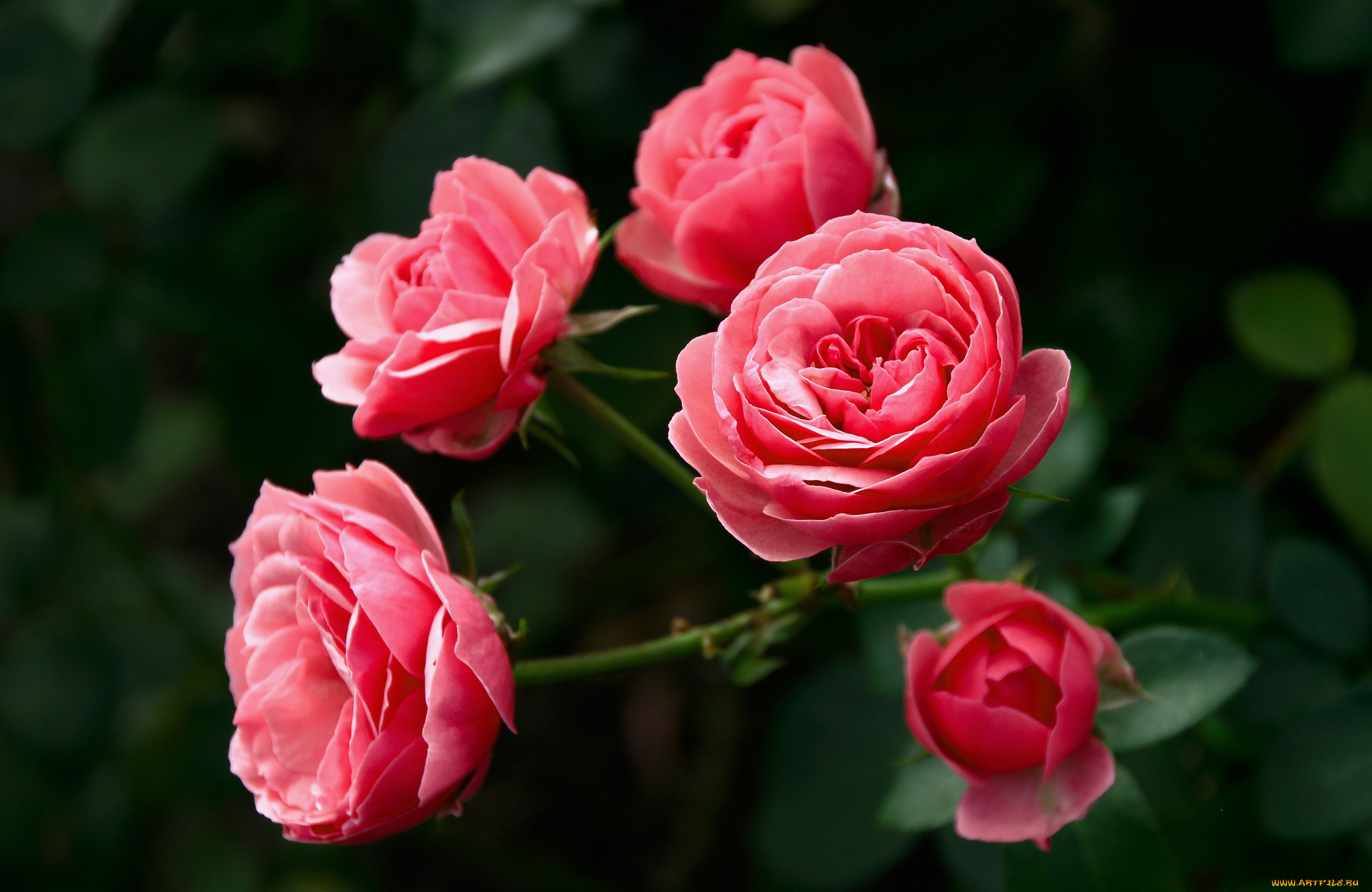 цветы, розы, розовый