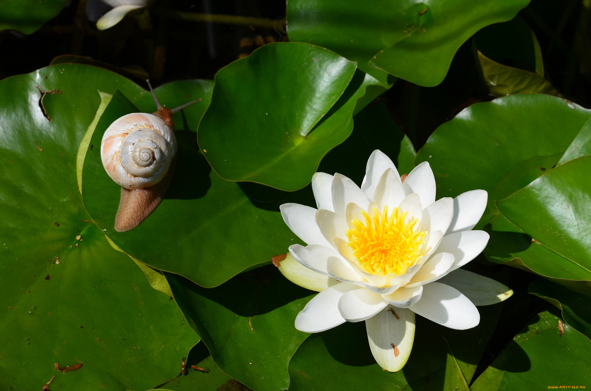 цветы, лилии, водяные, нимфеи, кувшинки, улитка, лилия