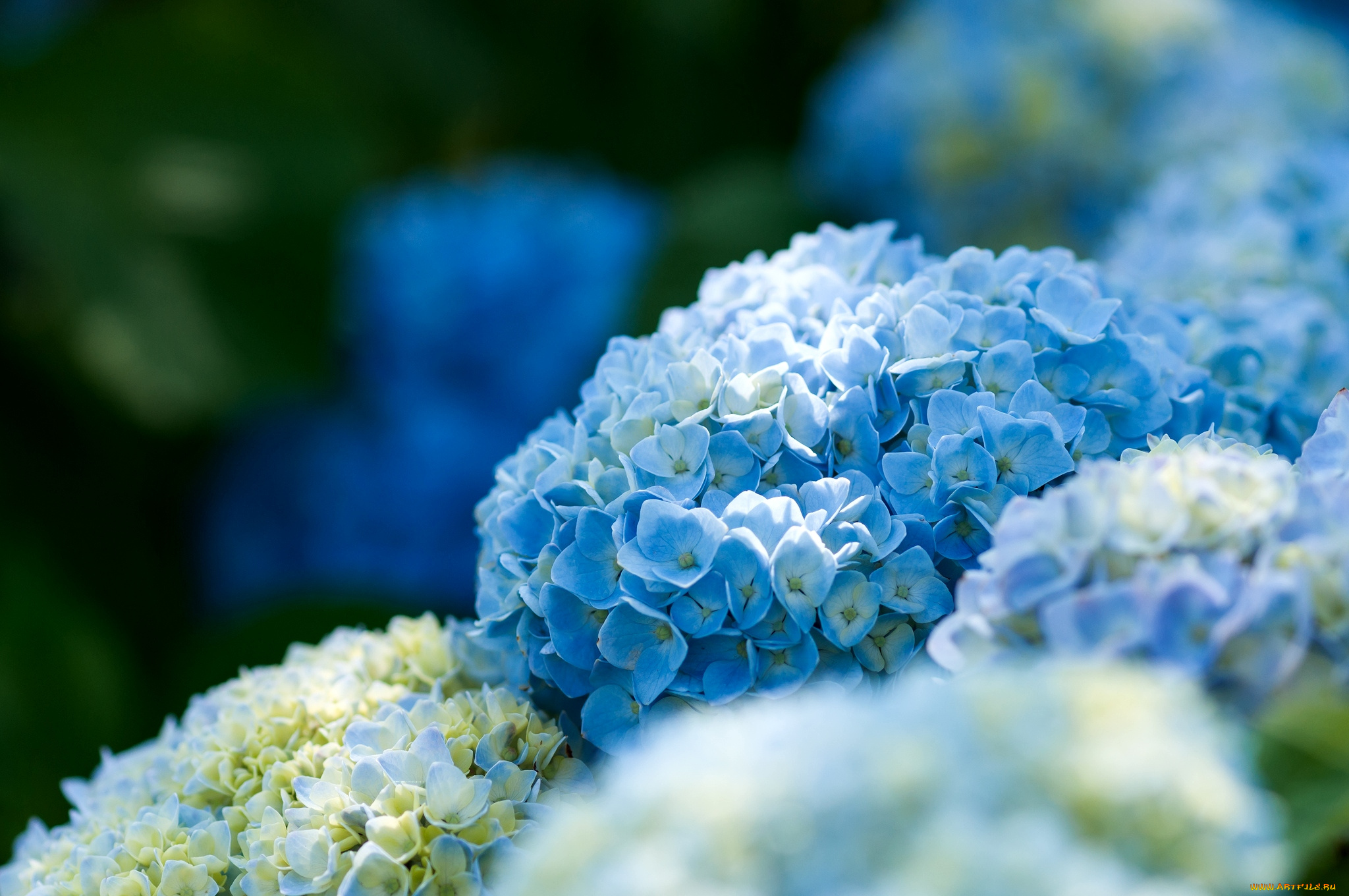 цветы, гортензия, голубой
