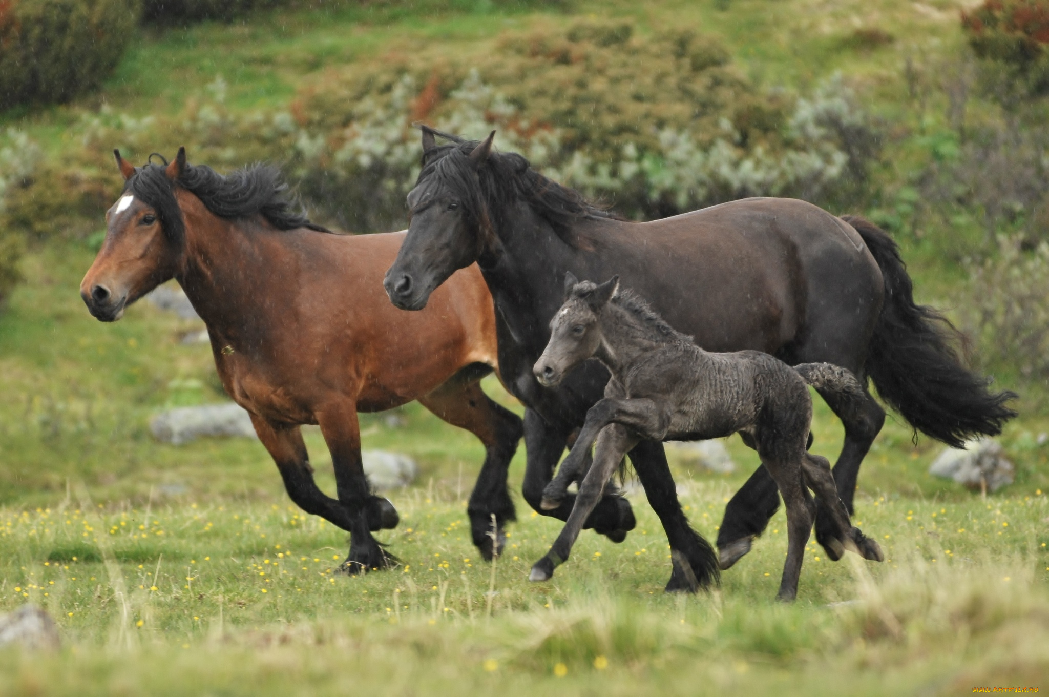 животные, лошади, дождь, трио