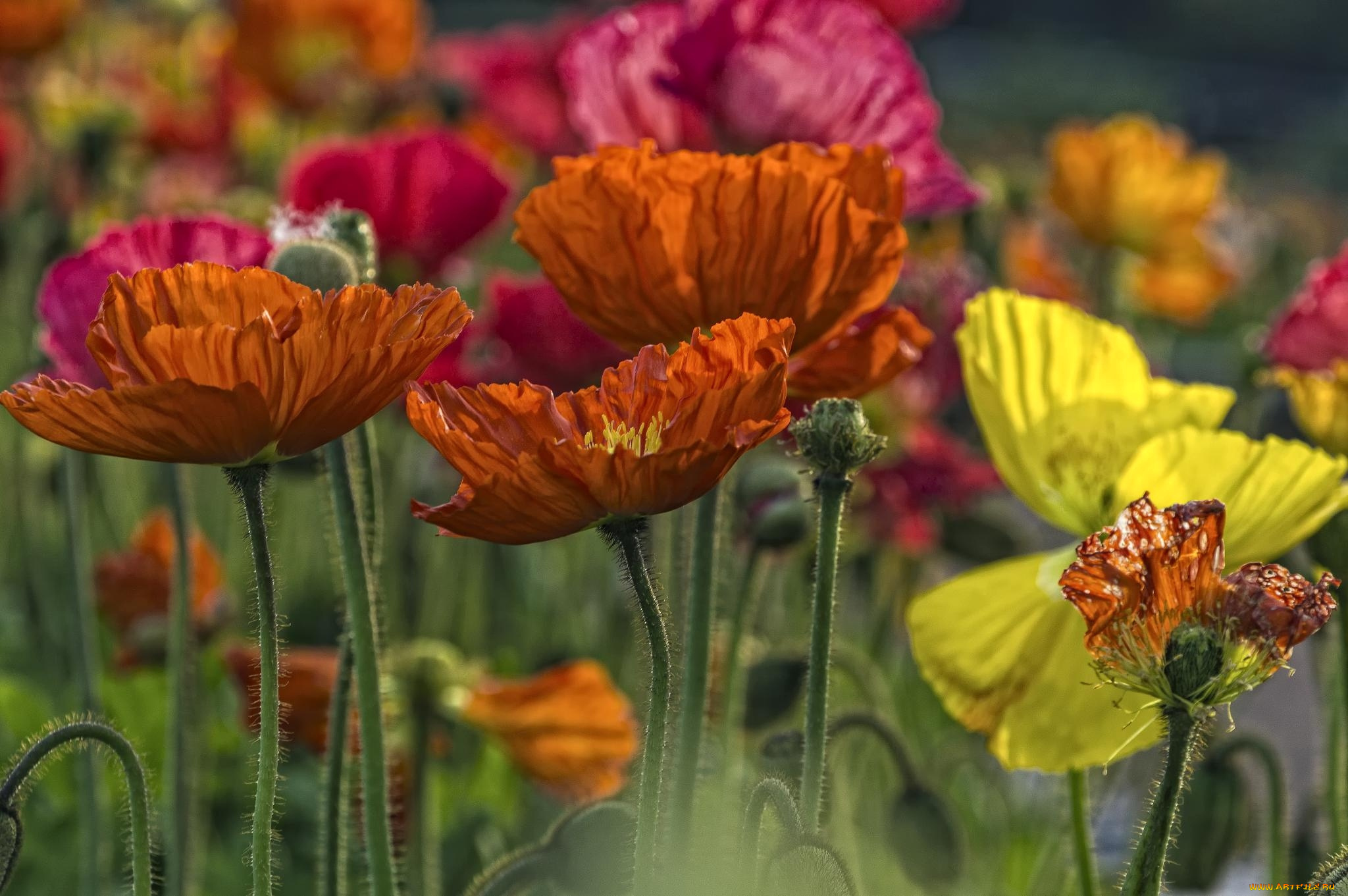 цветы, маки, исландский, мак