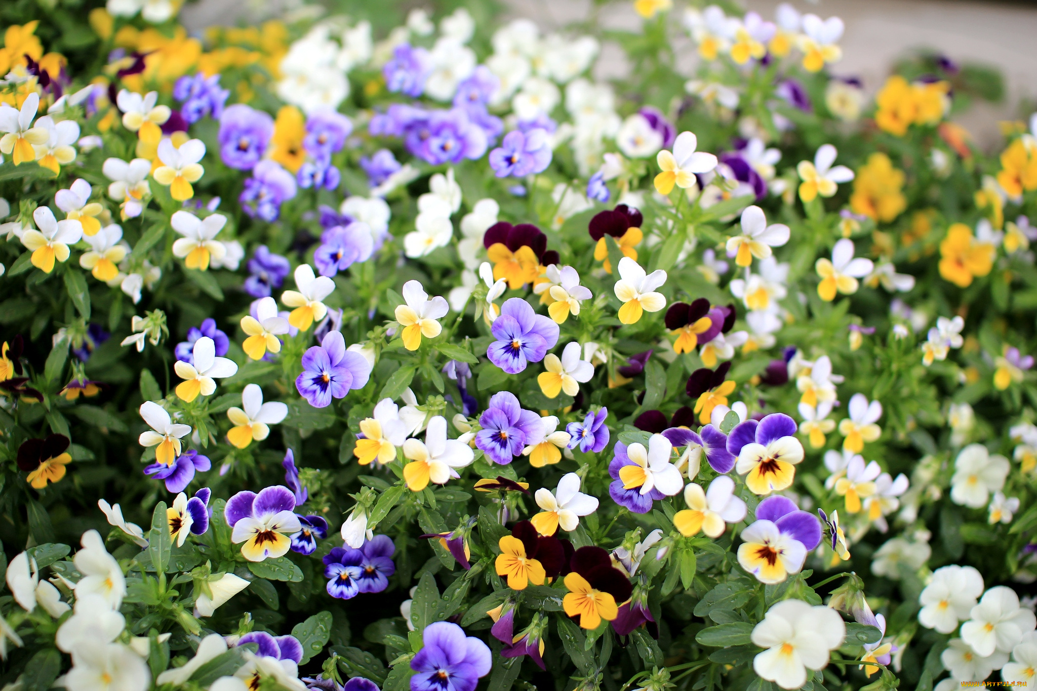 цветы, анютины, глазки, садовые, фиалки, пестрый