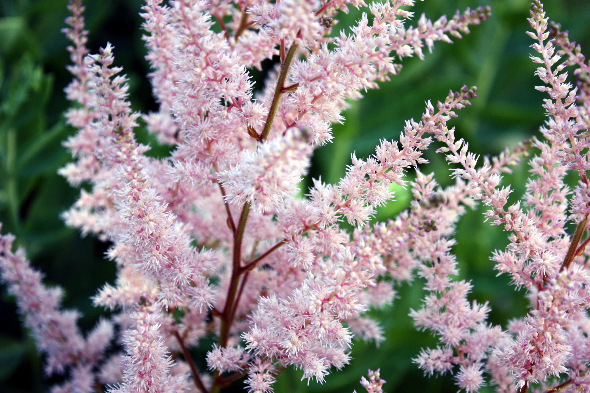 цветы, астильбы, розовый