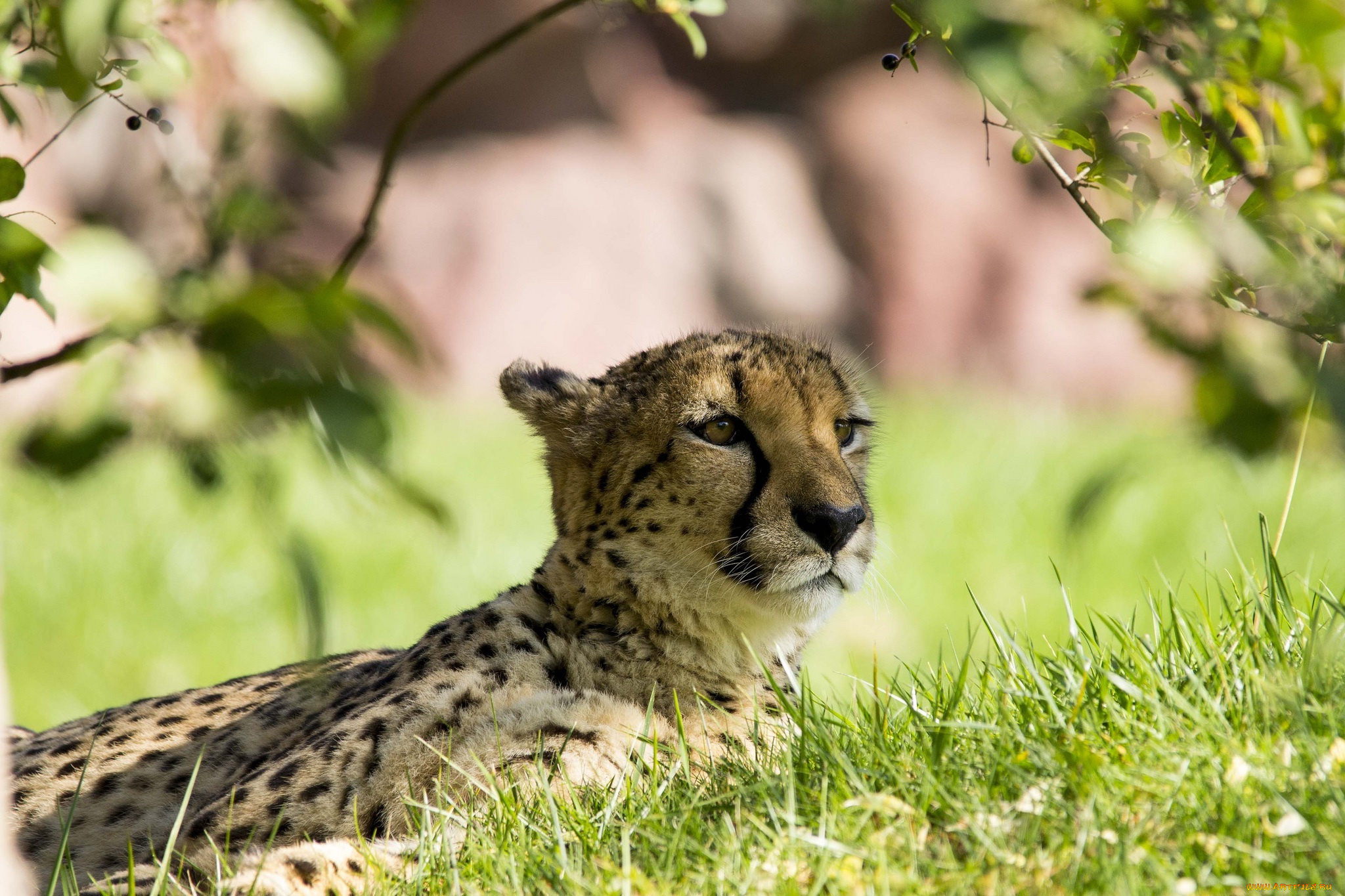 животные, гепарды, гепард, отдых, трава