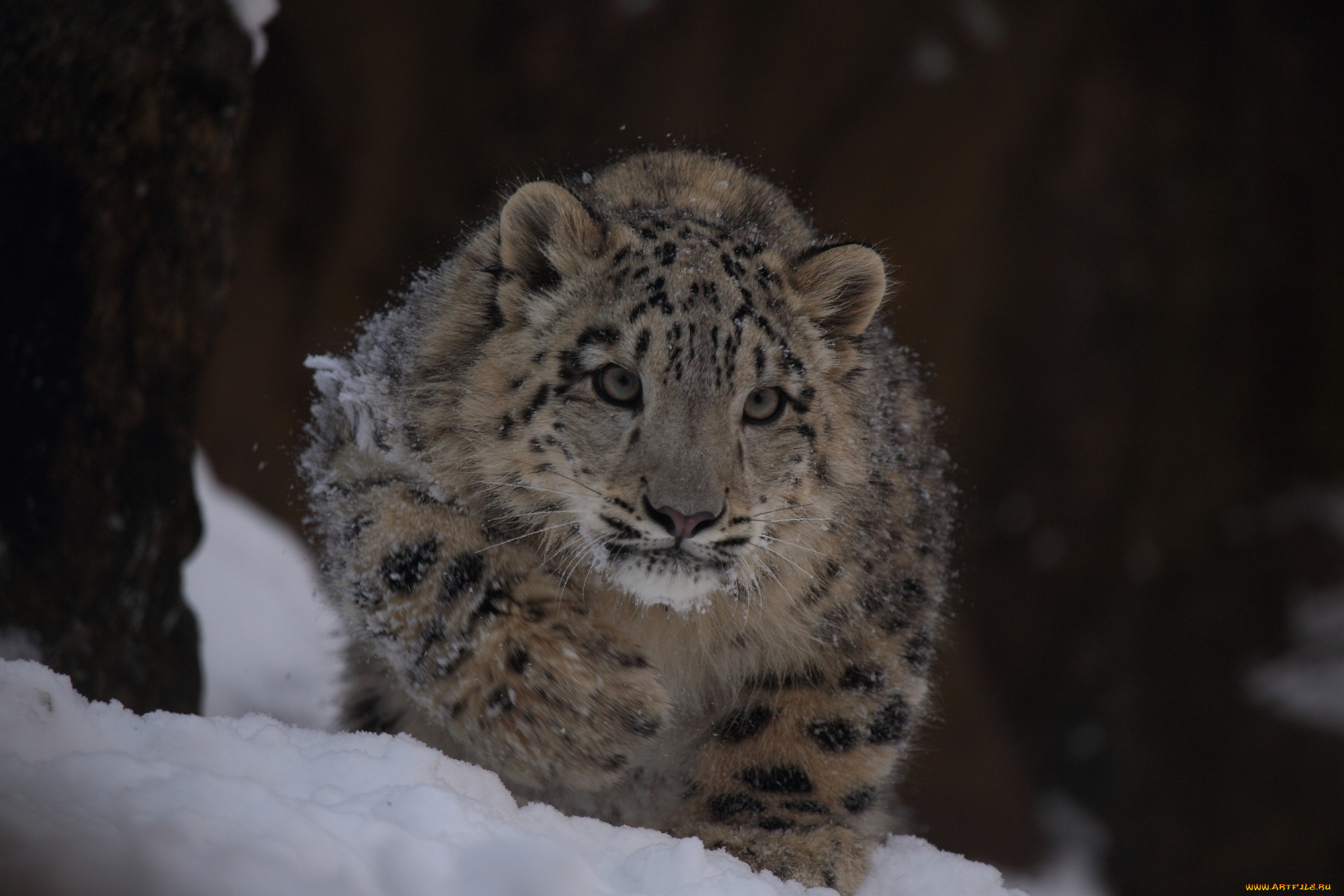 животные, снежный, барс, ирбис, крадется, снег