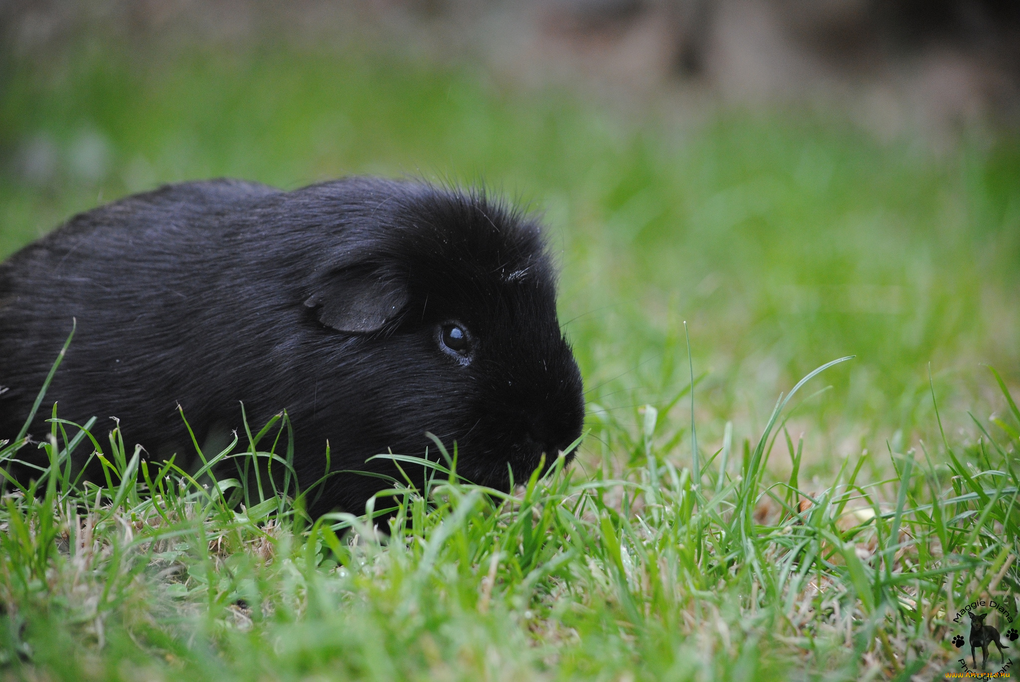 животные, морские, свинки, хомяки, черный