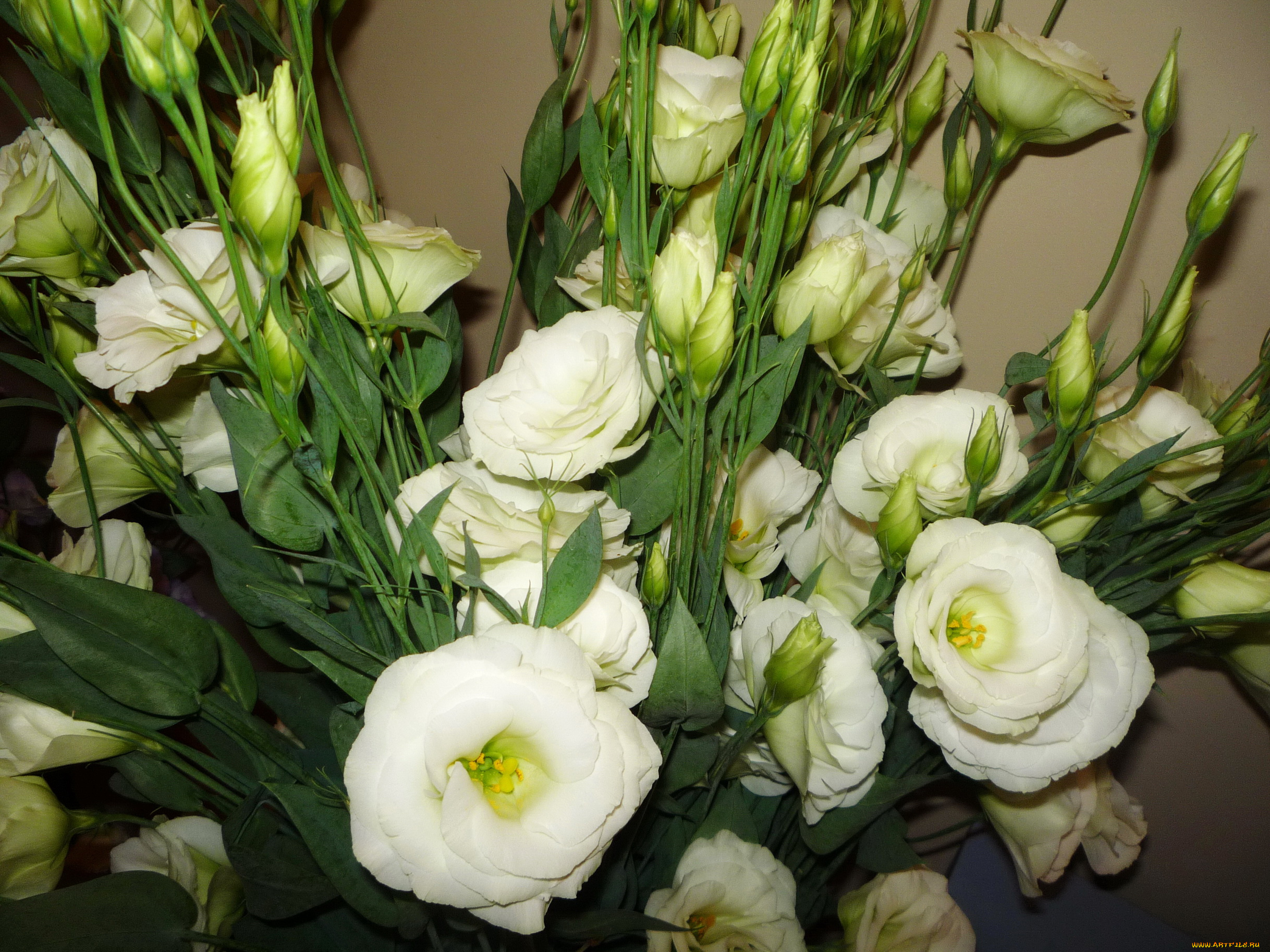 цветы, эустома, белые, букет