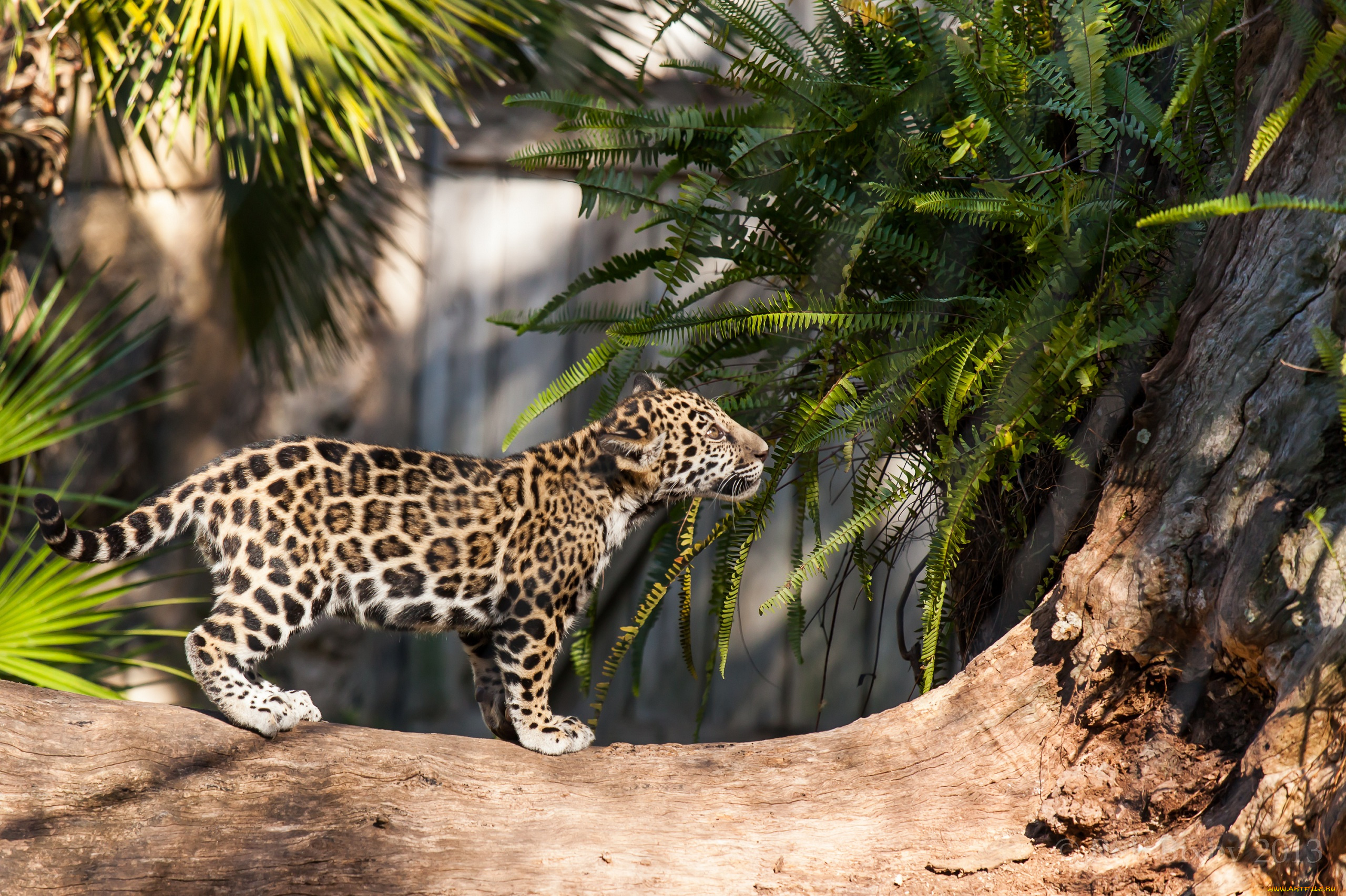 животные, Ягуары, детеныш, малыш, ягуар, бревно