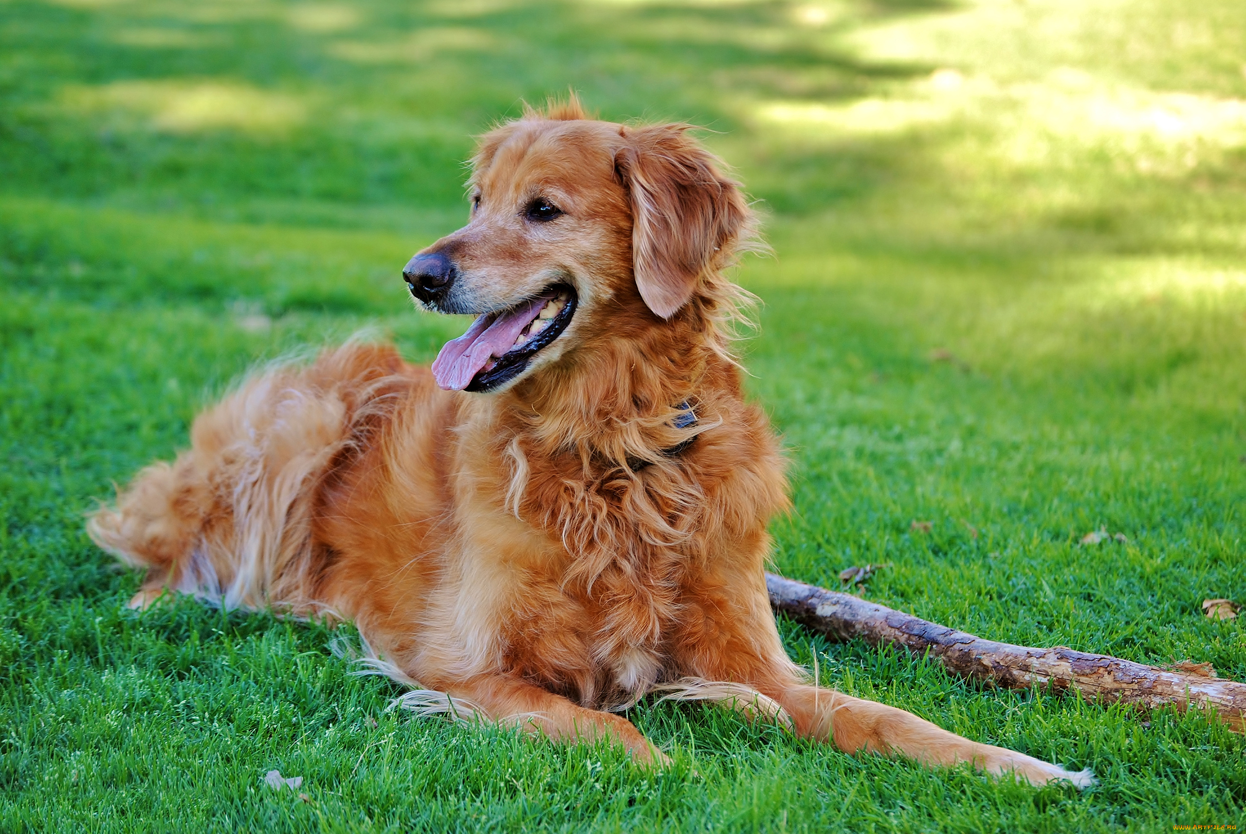 животные, собаки, трава